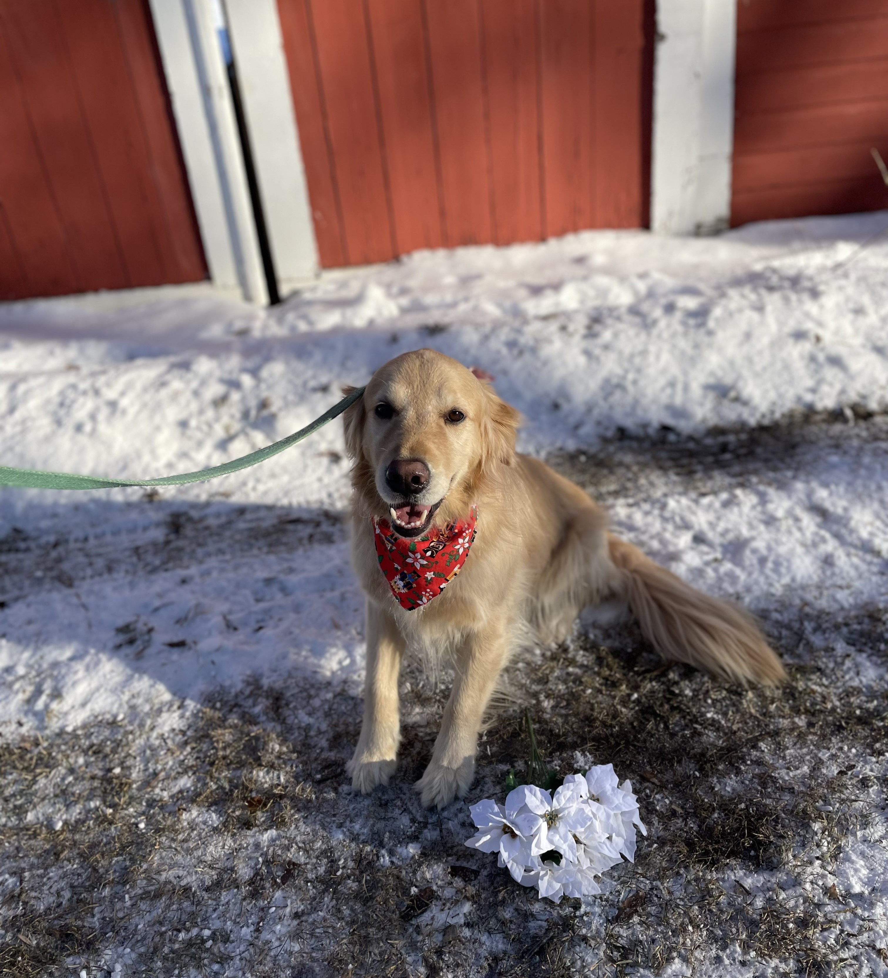 The insatiable appetite of a normally model golden retriever - Vimarsana News