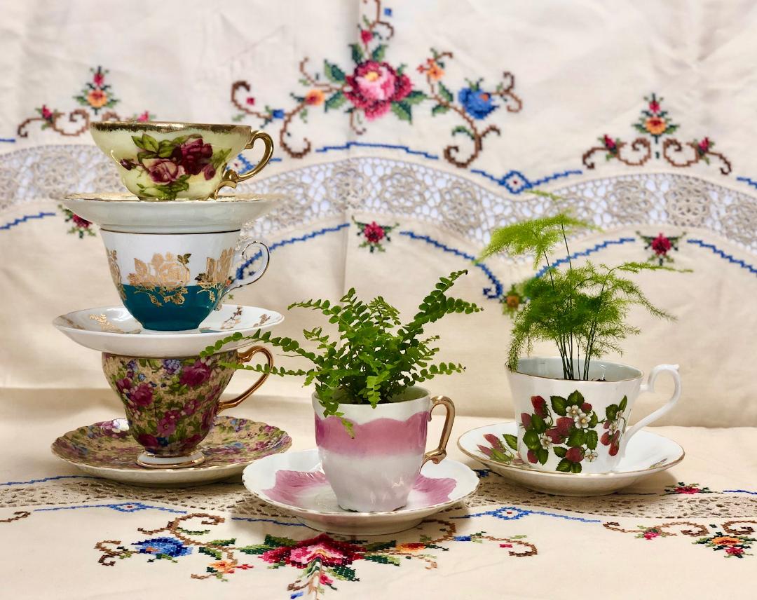 Teacups get a second serving as herb containers - Vimarsana News