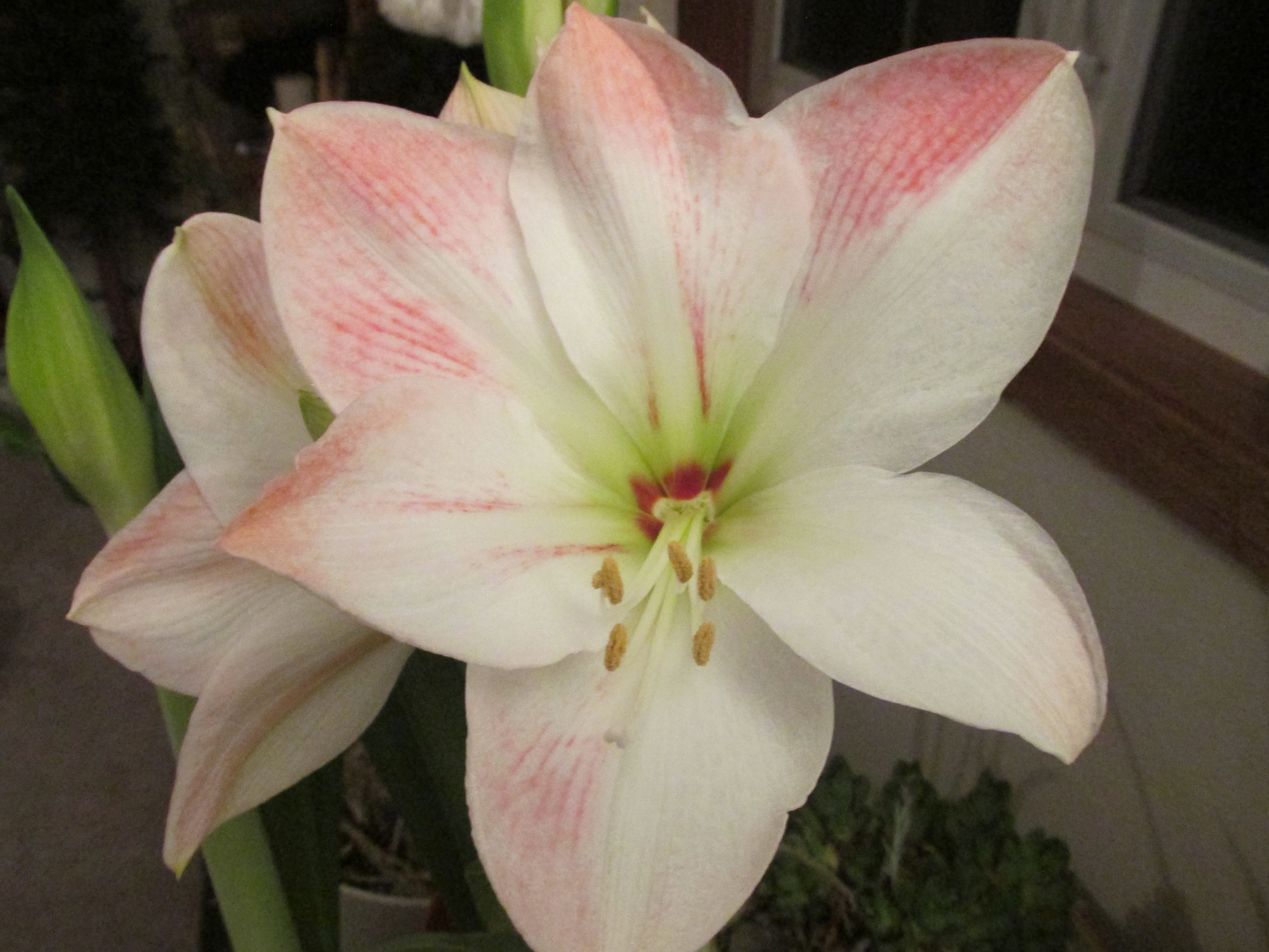 Think about wonderful gifts for your gardening enthusiast - Vimarsana News