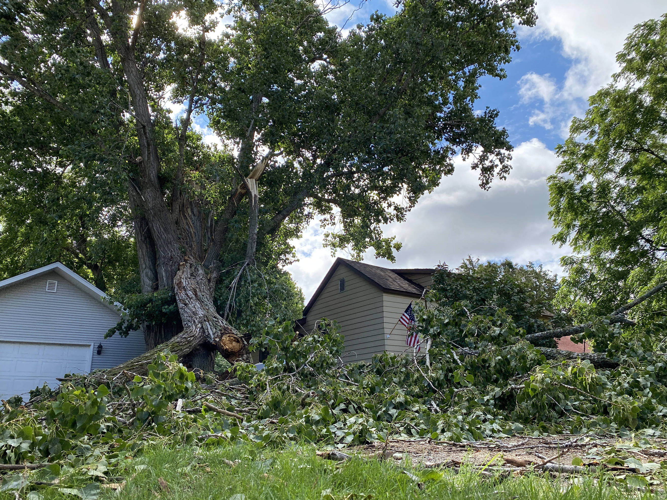 Blackduck's historic giant cottonwood loses a limb - Vimarsana News