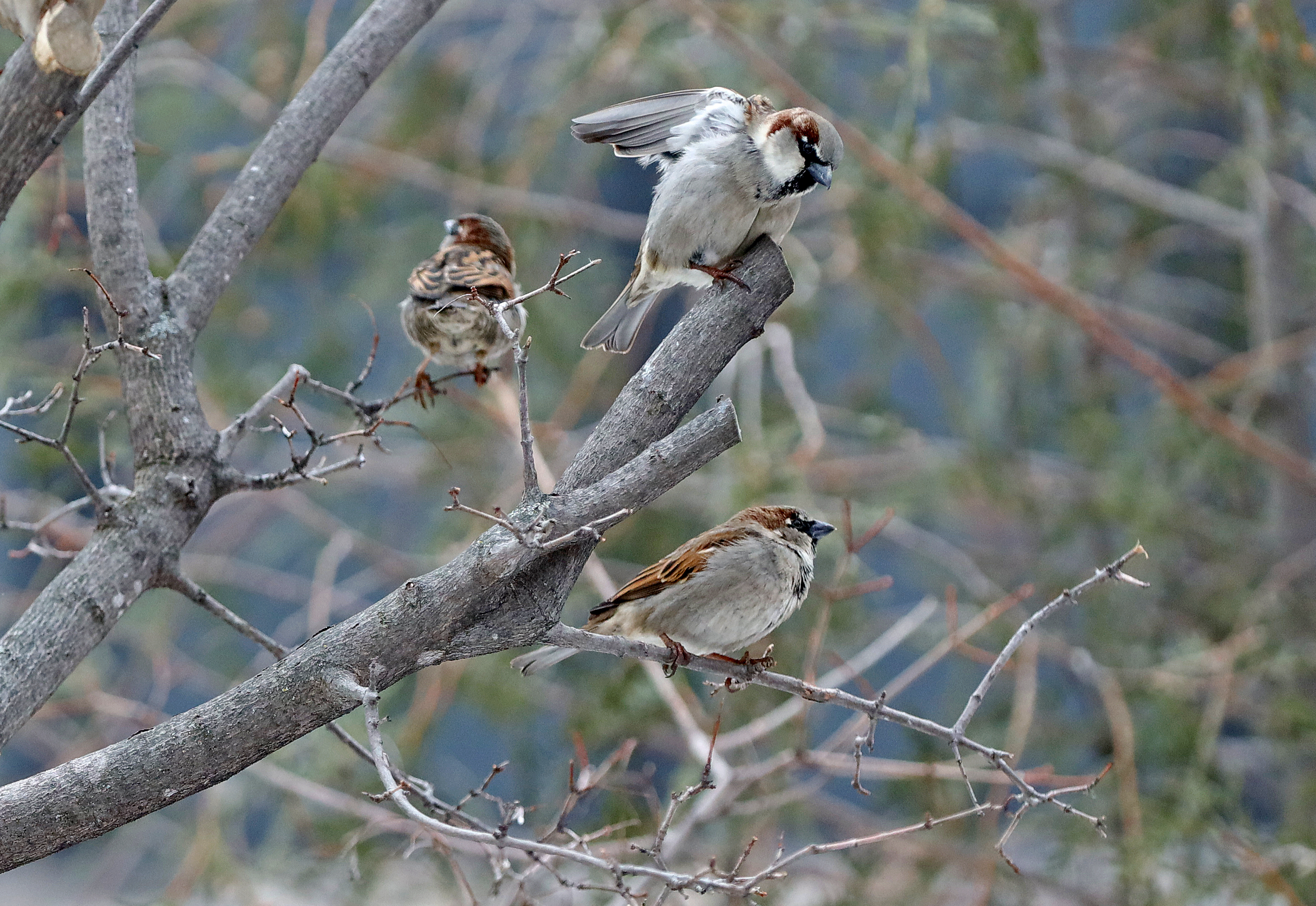 Spring bird walk May 7 at Crane Meadows National Wildlife Refuge - Vimarsana News