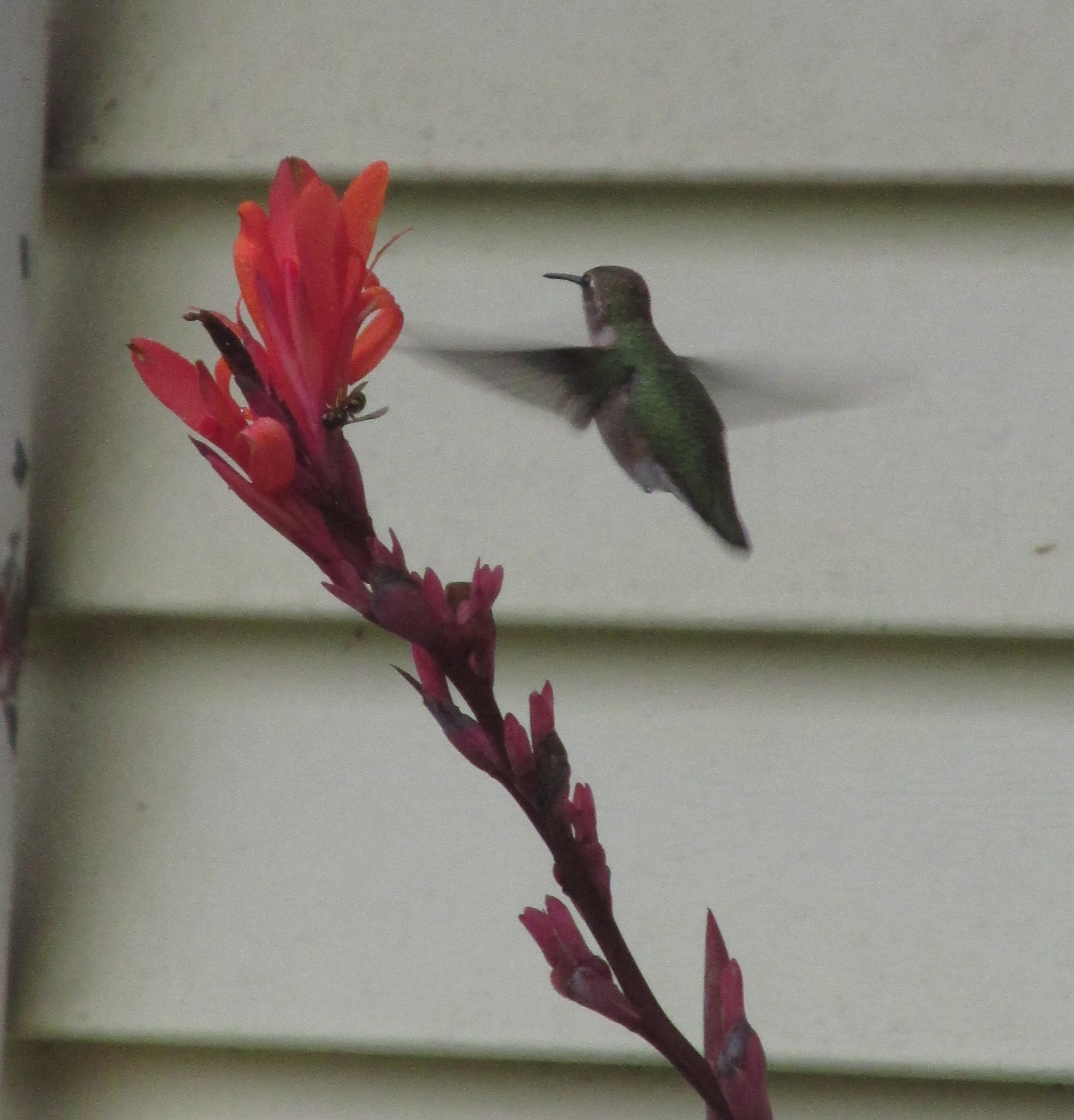 Hummingbird gardens are for everyone - Vimarsana News