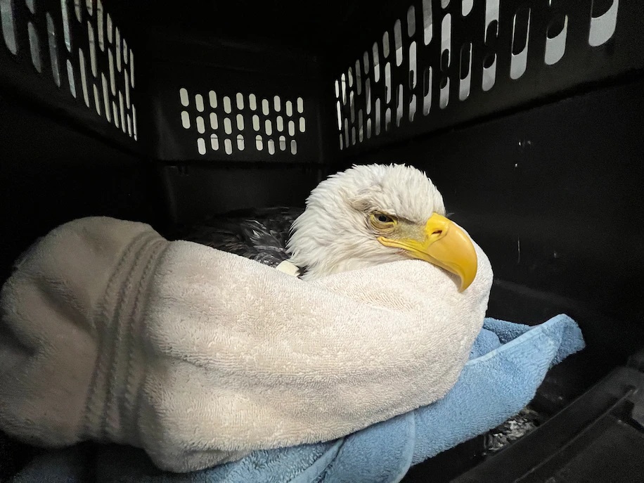 11 bald eagles sickened after eating carcasses of euthanized animals at Inver Grove Heights landfill - Vimarsana News