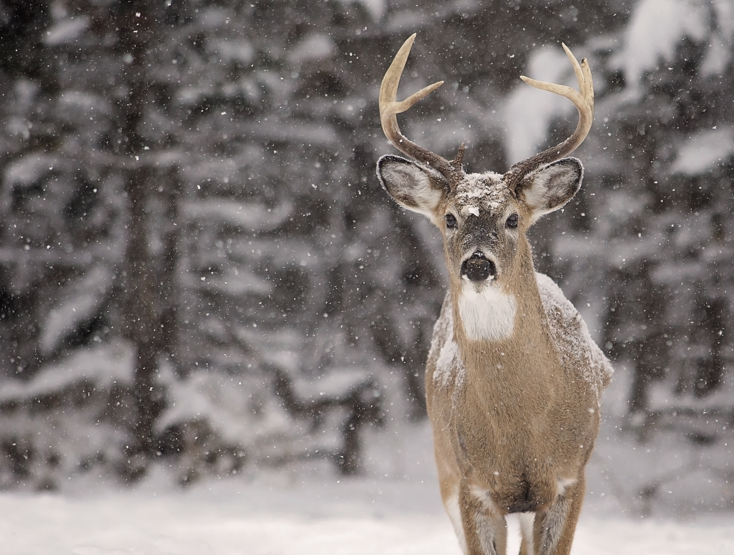 Grassy Butte to host Big buck contest fundraiser - Vimarsana News