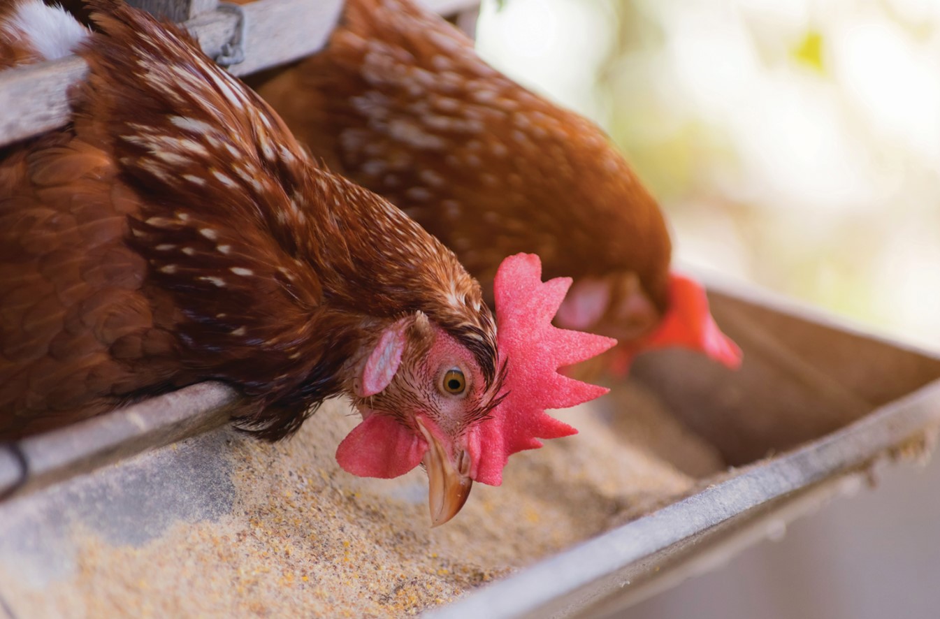 Brainerd council in favor of allowing more chickens as pets - Vimarsana News