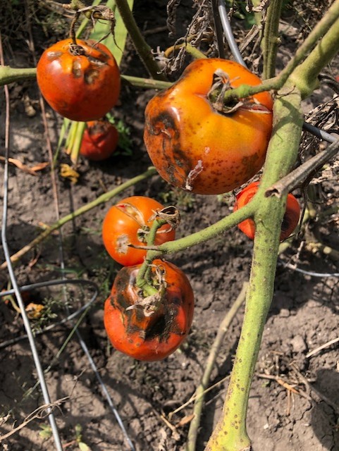 Fielding questions: How can I avoid tomato diseases next year? - Vimarsana News