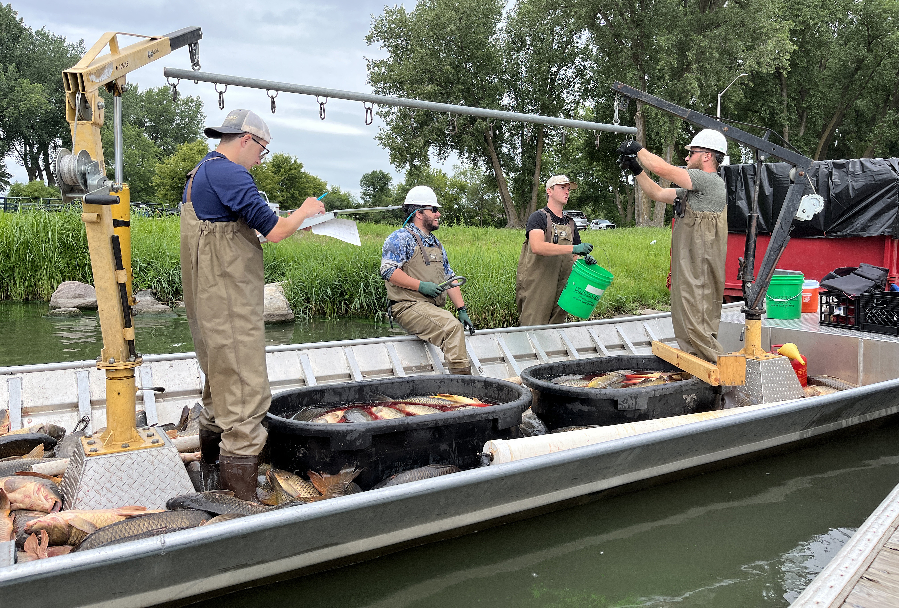 370 carp pulled from Lake Okabena during second trapping effort - Vimarsana News