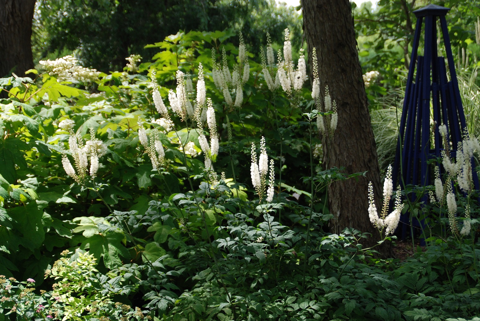 Gardening column: Creating a garden in the shade - Vimarsana News