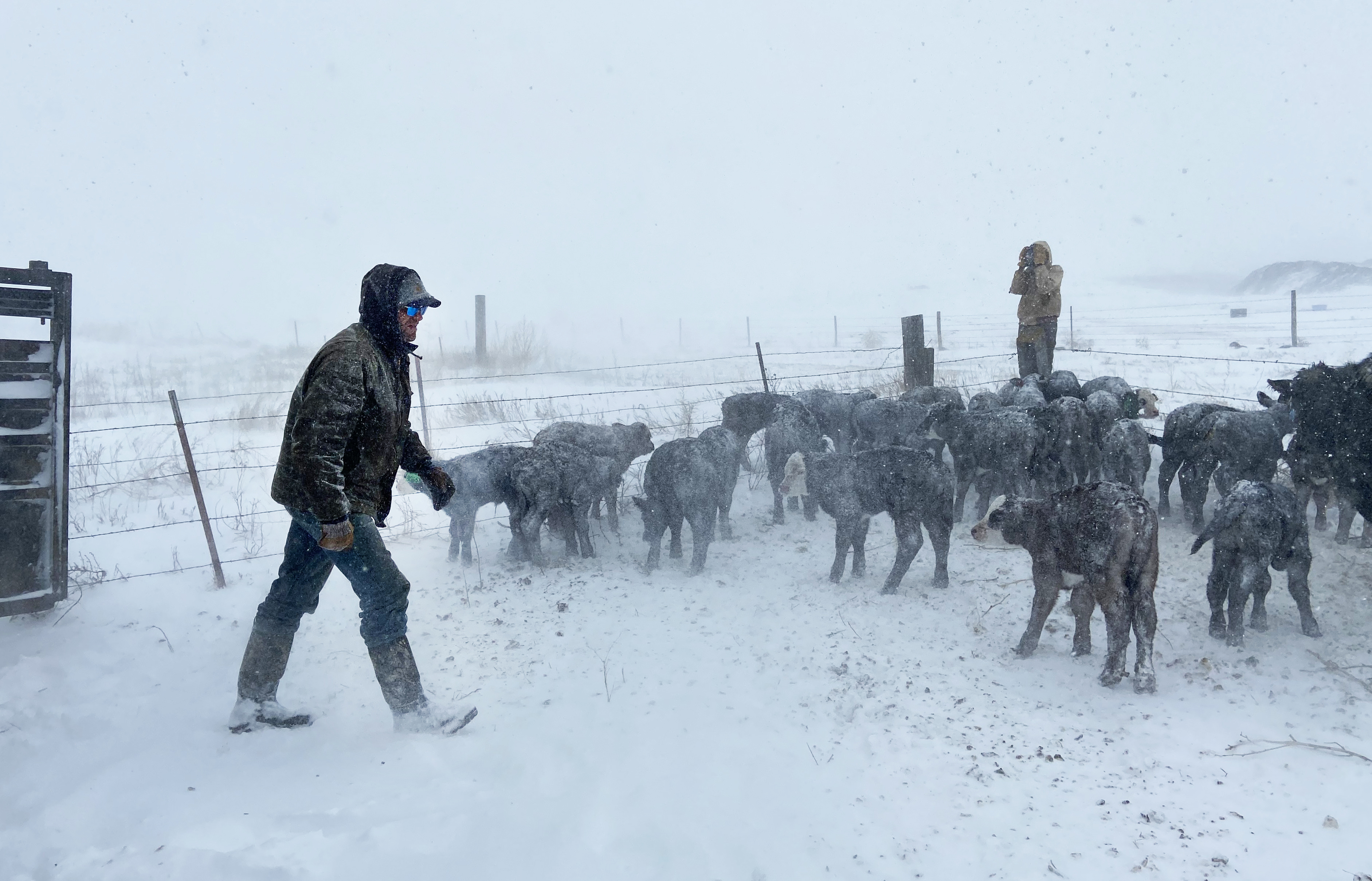 North Dakota ranchers who battled blizzard Haley continue to deal with the aftermath - Vimarsana News