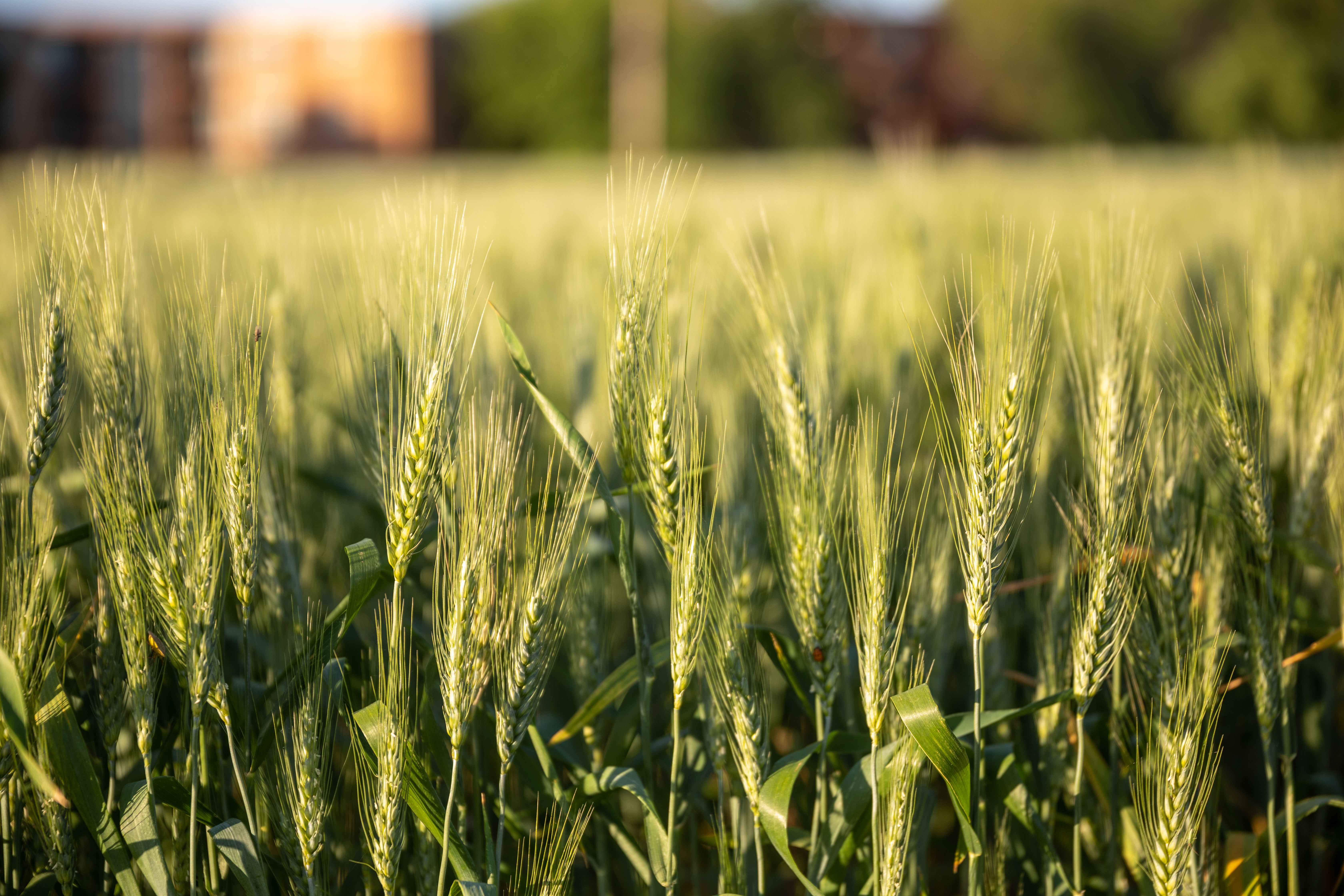 New MN-Rothsay wheat variety has strength of Linkert but better yield - Vimarsana News
