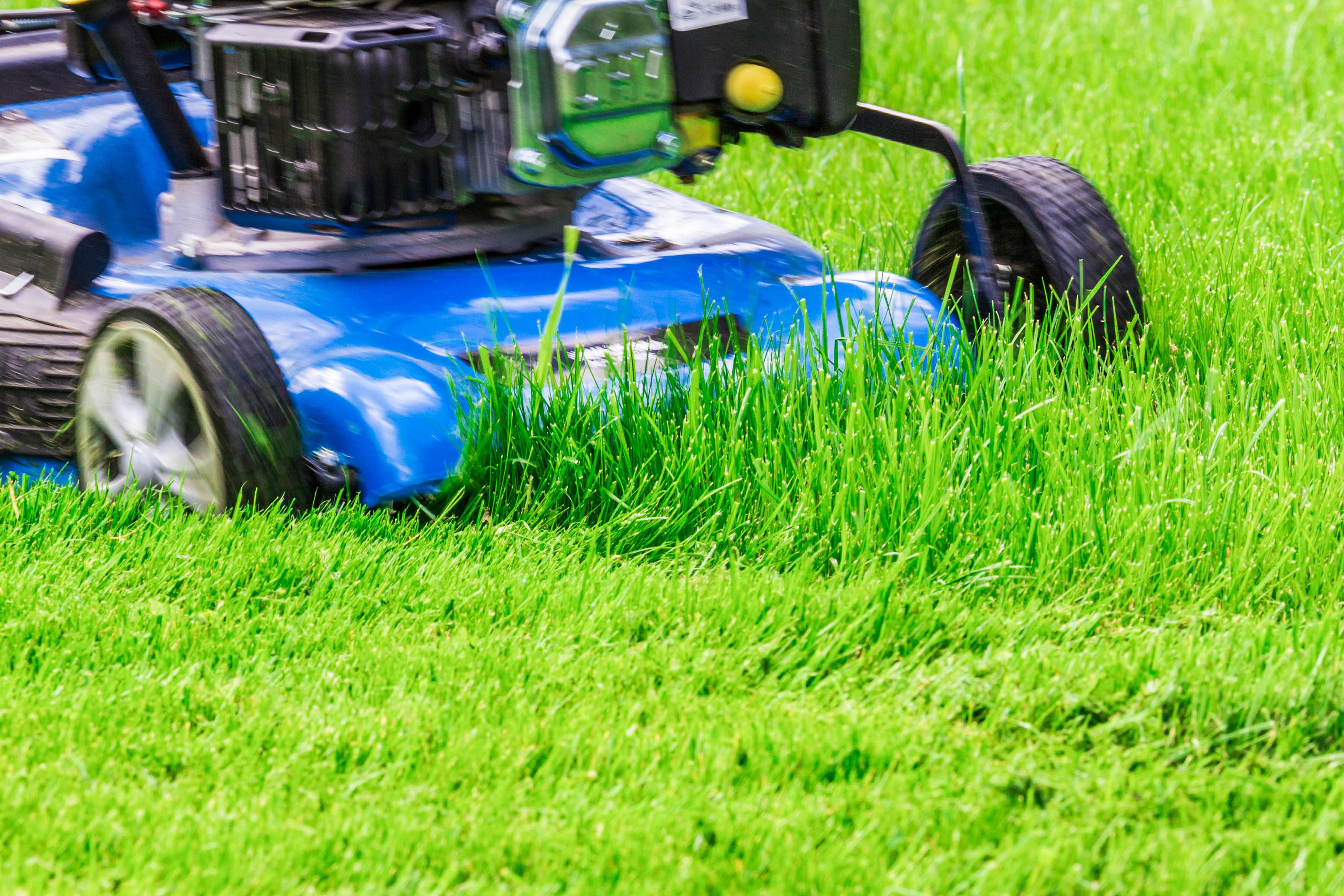 Ask the Master Gardener: Mowing a lawn too short could harm the grass - Vimarsana News
