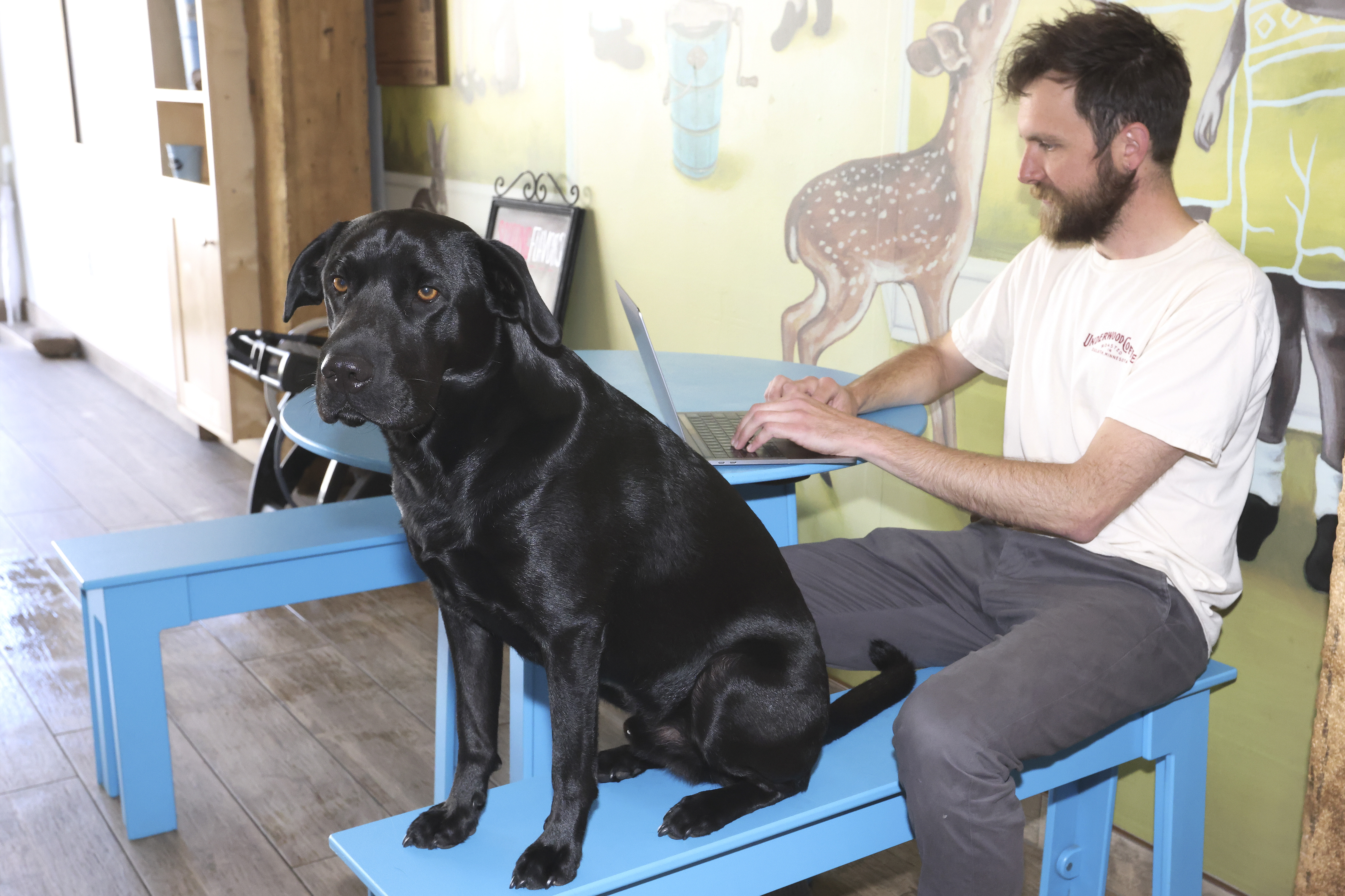 Can I bring my dog? New guide lists Northland's pet-friendly hot spots - Vimarsana News