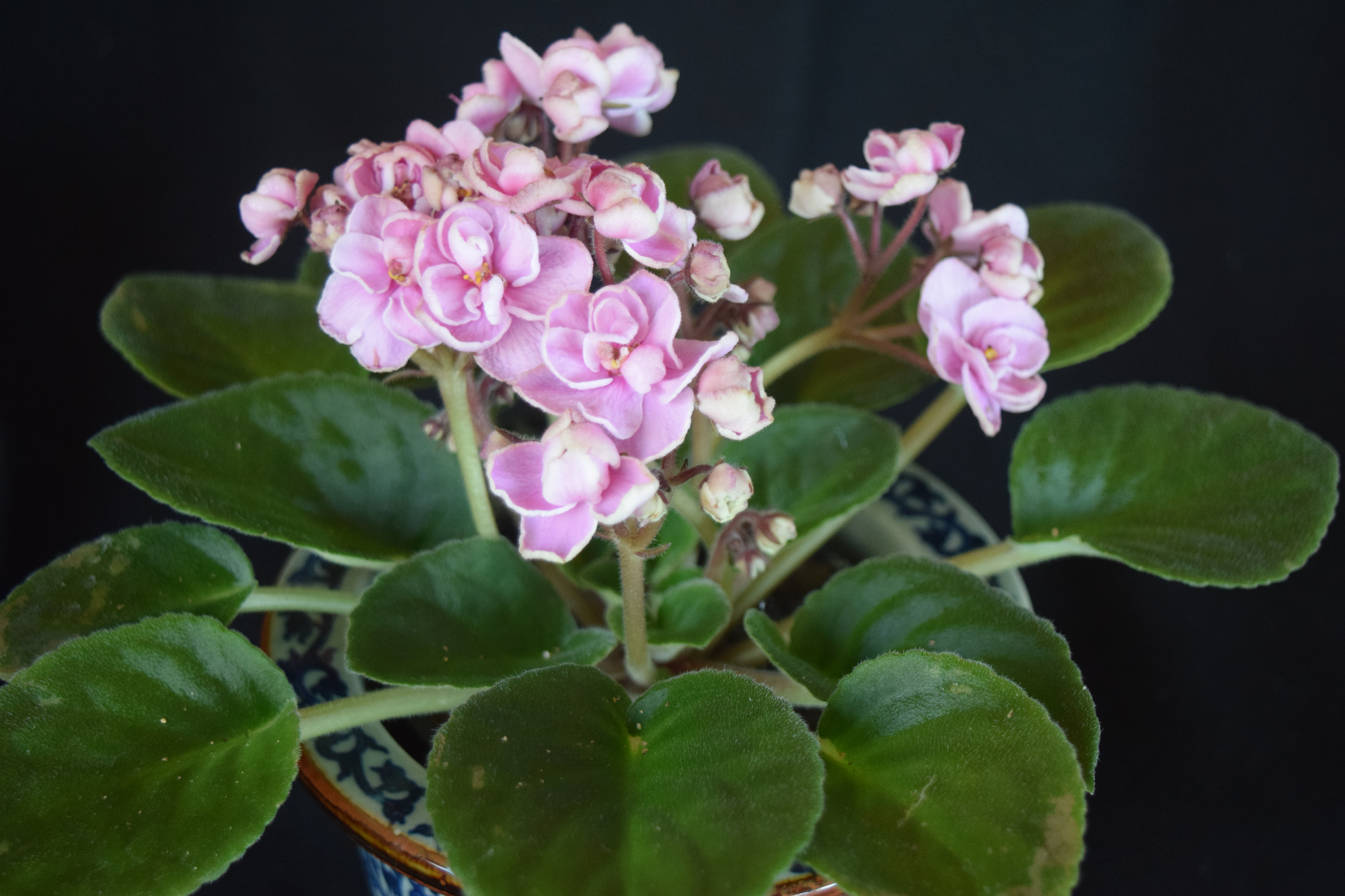Ask the Master Gardener: As African violets grow, repotting them requires special care - Vimarsana News