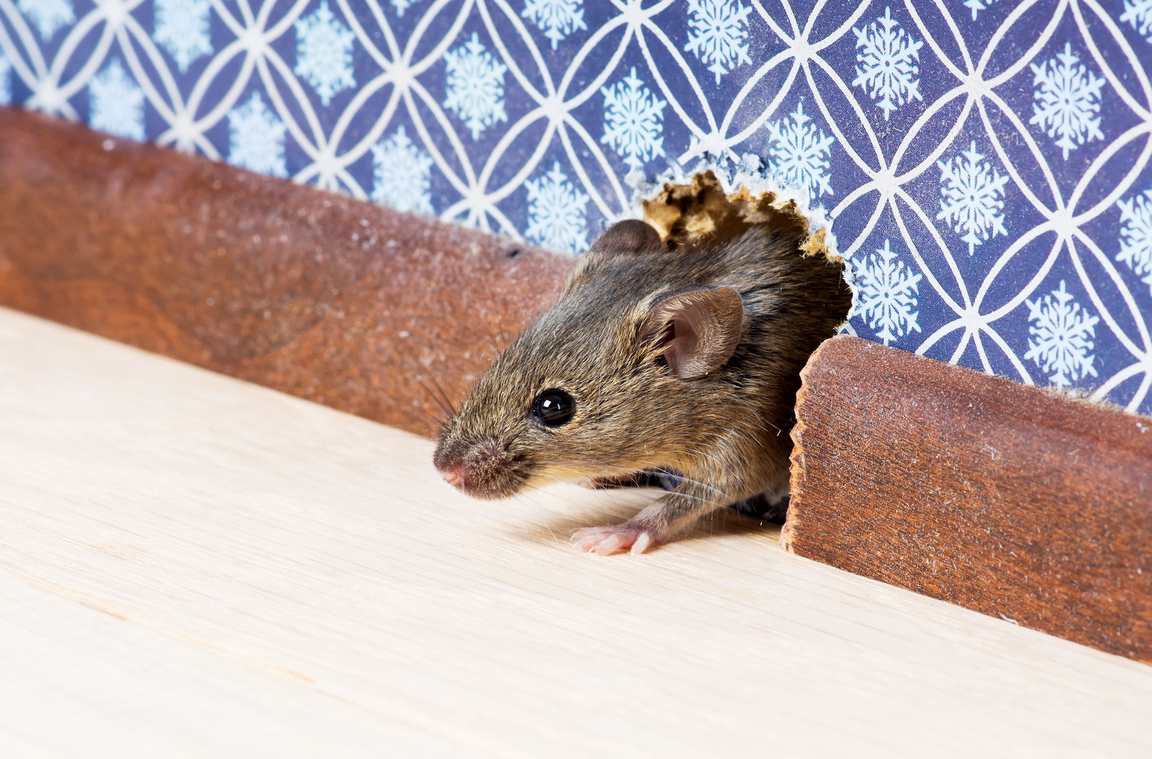 Colder temps may contribute to pest infestations in Alexandria area - Vimarsana News