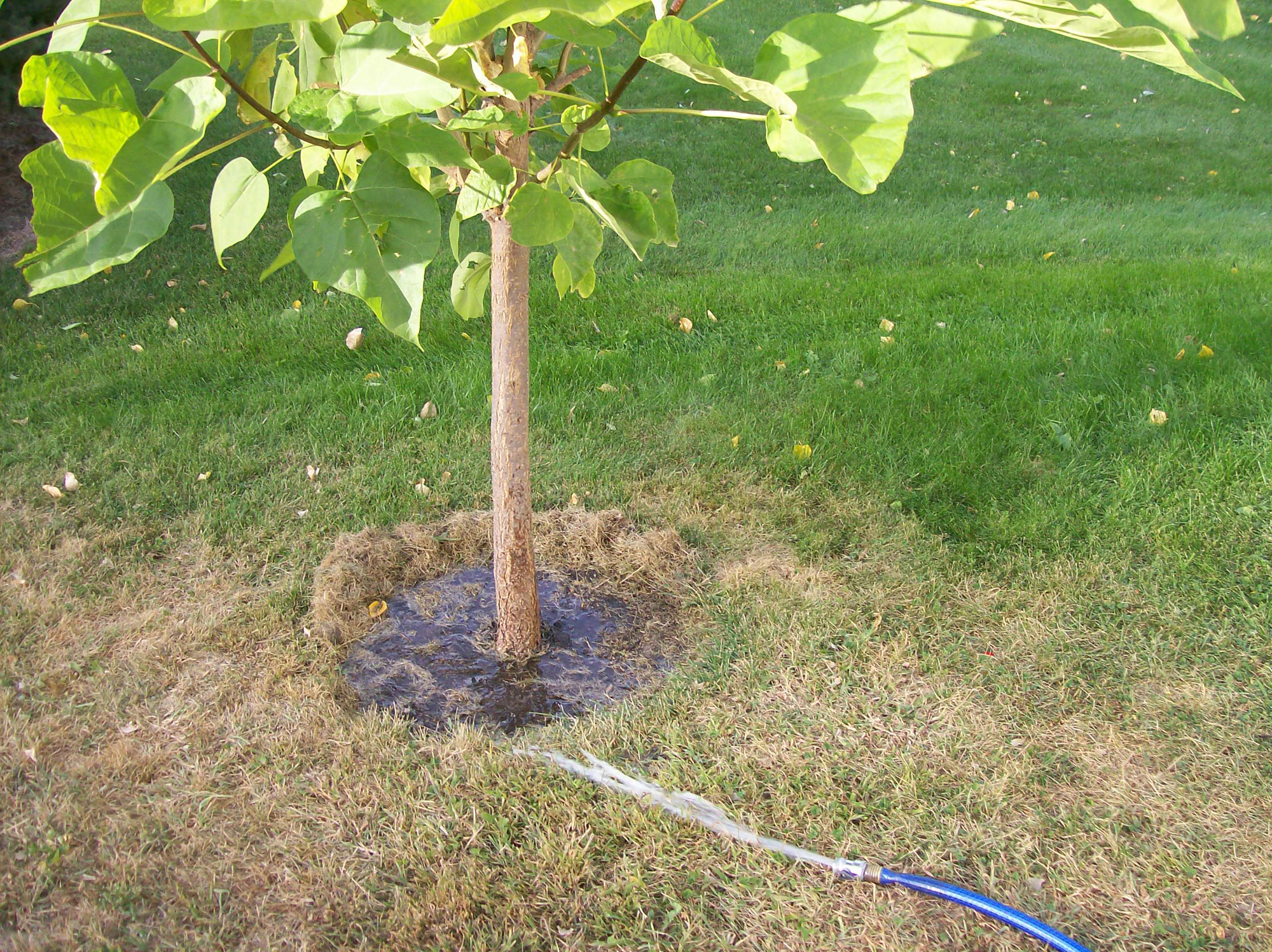 Hydrate your plants before the winter season arrives - Jamestown Sun | News, weather, sports from Jamestown North Dakota - Vimarsana News