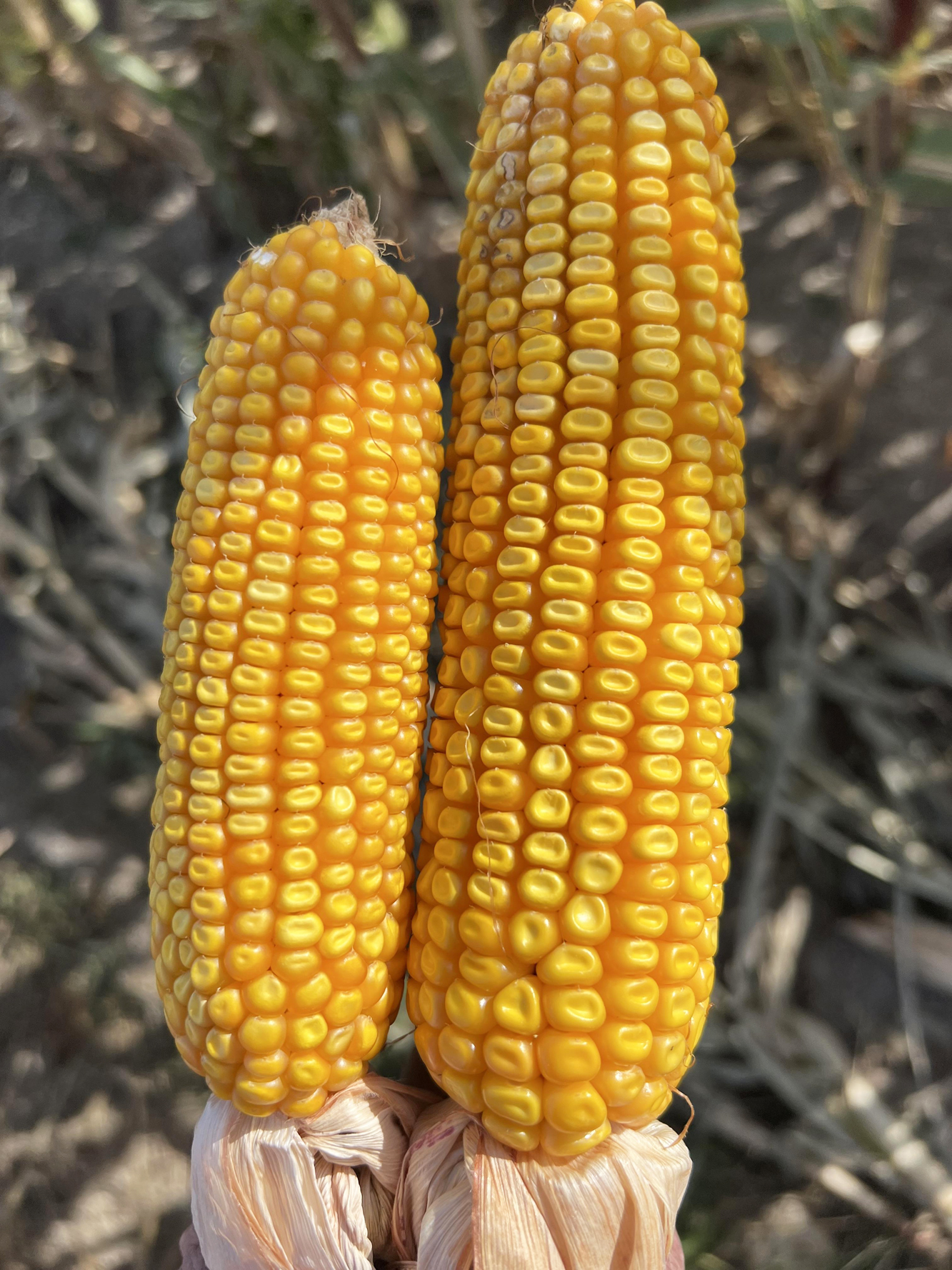 Full slate of ag issues on tap at Central Dakota Ag Day - Vimarsana News