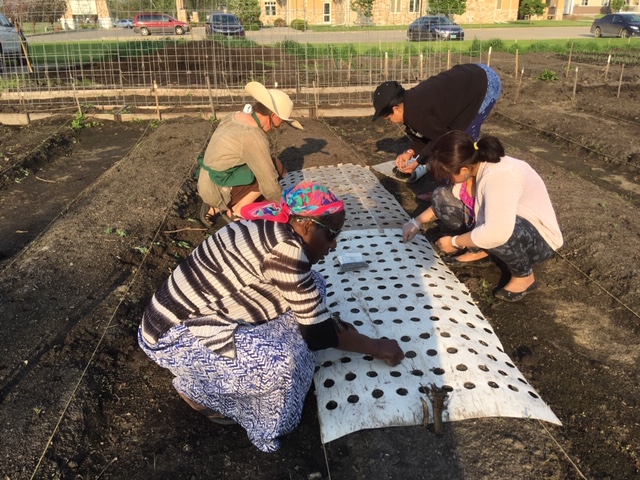 Share the work and share the harvest at Growing Together Community Gardens - Vimarsana News