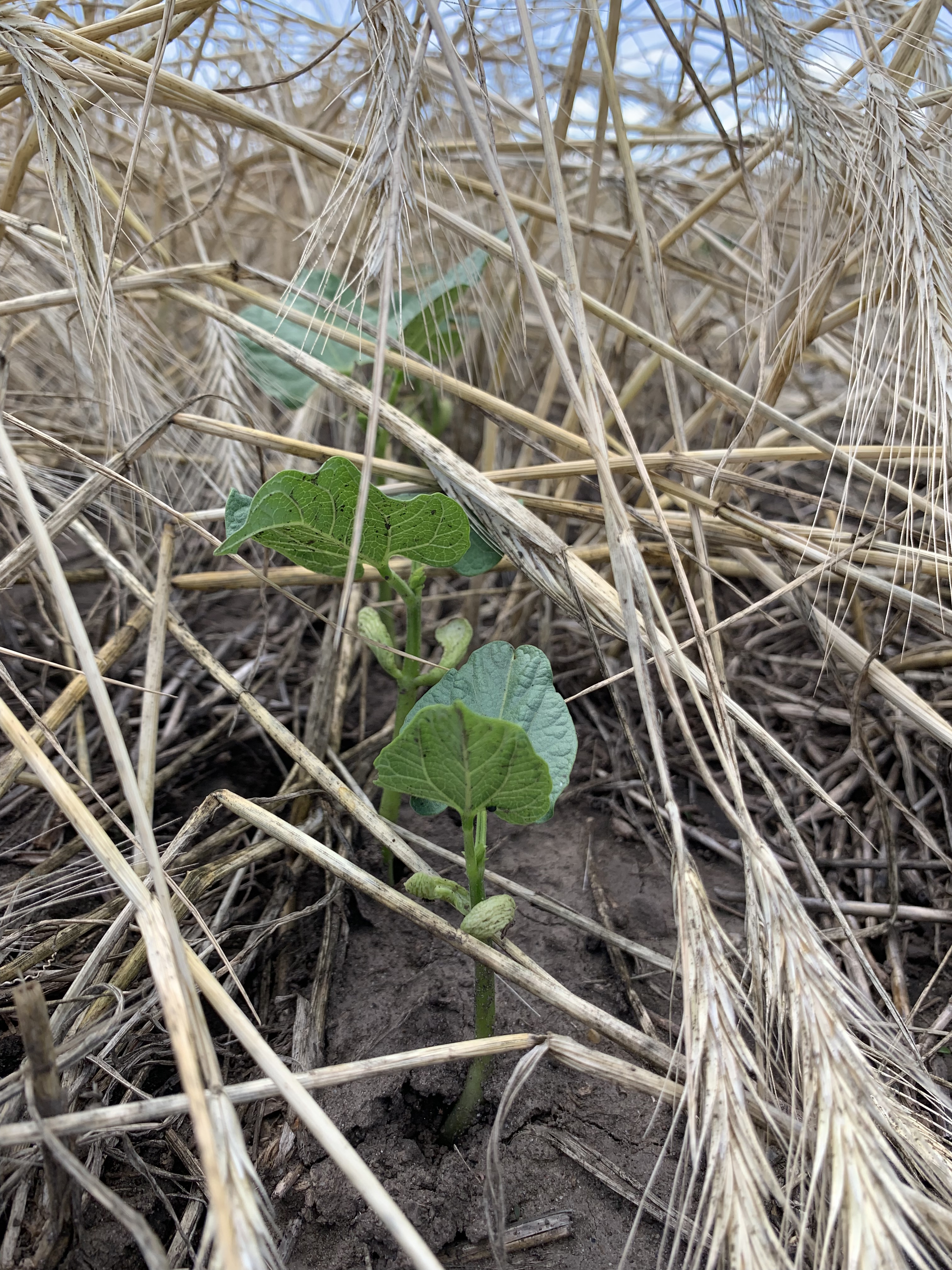 Study shows planting dry edible beans into winter rye ground can have benefits - Vimarsana News
