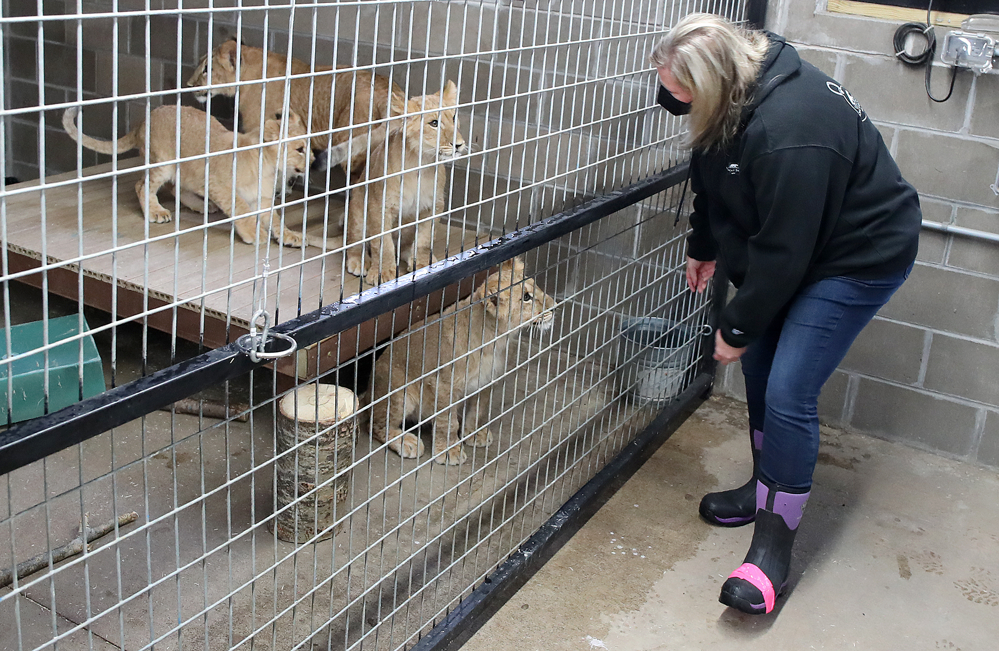 Rescued from Ukraine, lion cubs romp happily at Minneota's Wildcat Sanctuary - Vimarsana News