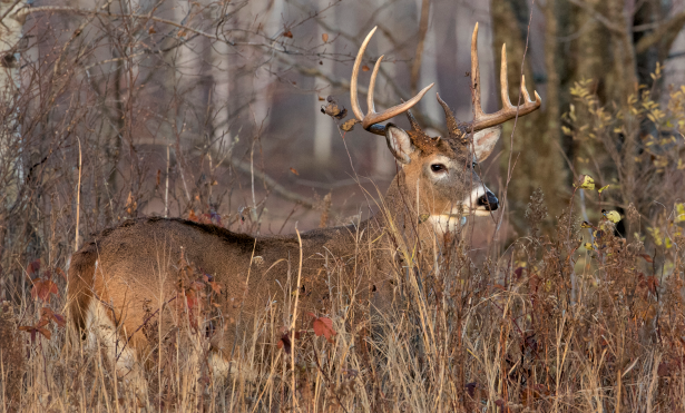 Wisconsin firearms deer season forecast: About same as last year - Vimarsana News