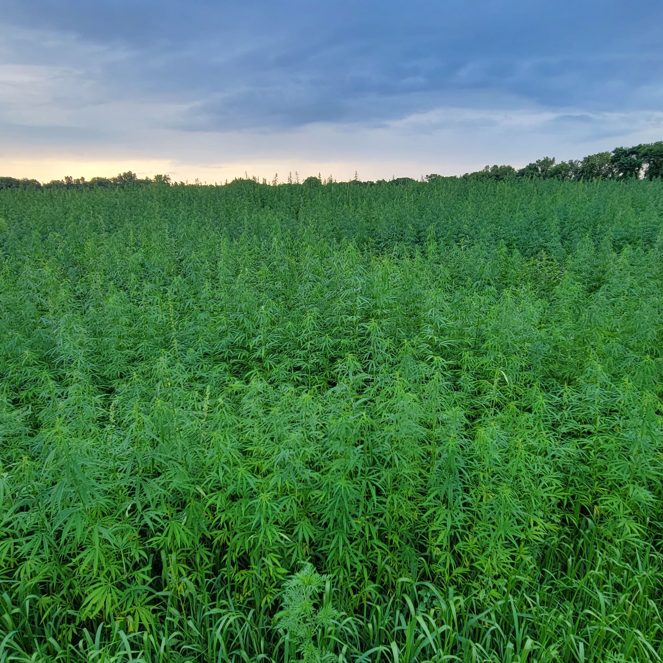Lower Sioux turns to hemp for homes that are better quality and better for the environment - Vimarsana News