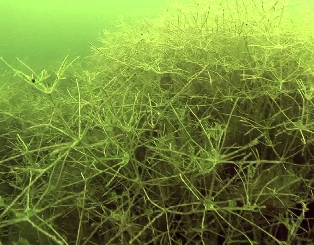 Learn the latest on aquatic invasives: State experts to hold free seminar in Detroit Lakes - Vimarsana News