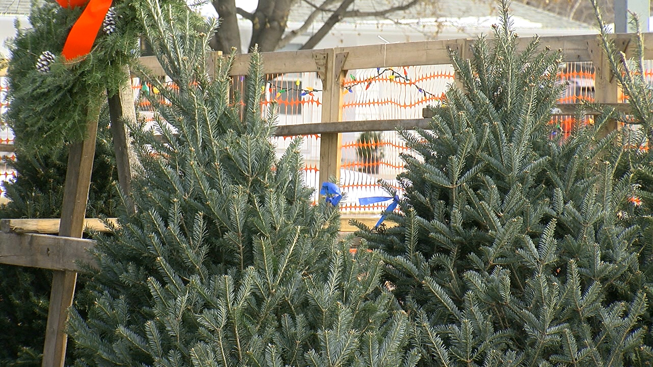 Christmas tree sales strong in the region, despite national shortage - Vimarsana News