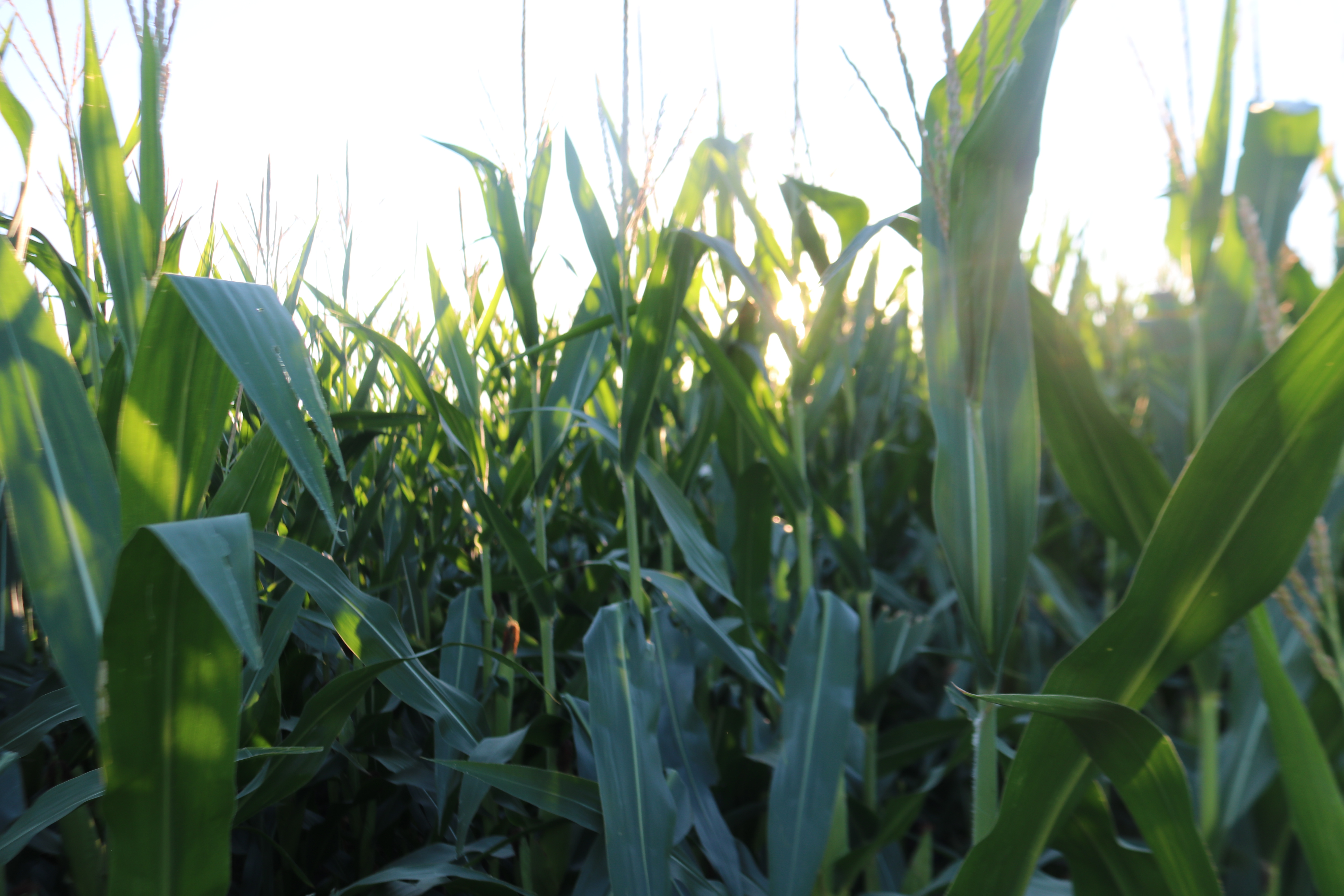 Plan on 2023 being best crop ever, Minnesota scientist says looking at yields despite drought - Vimarsana News