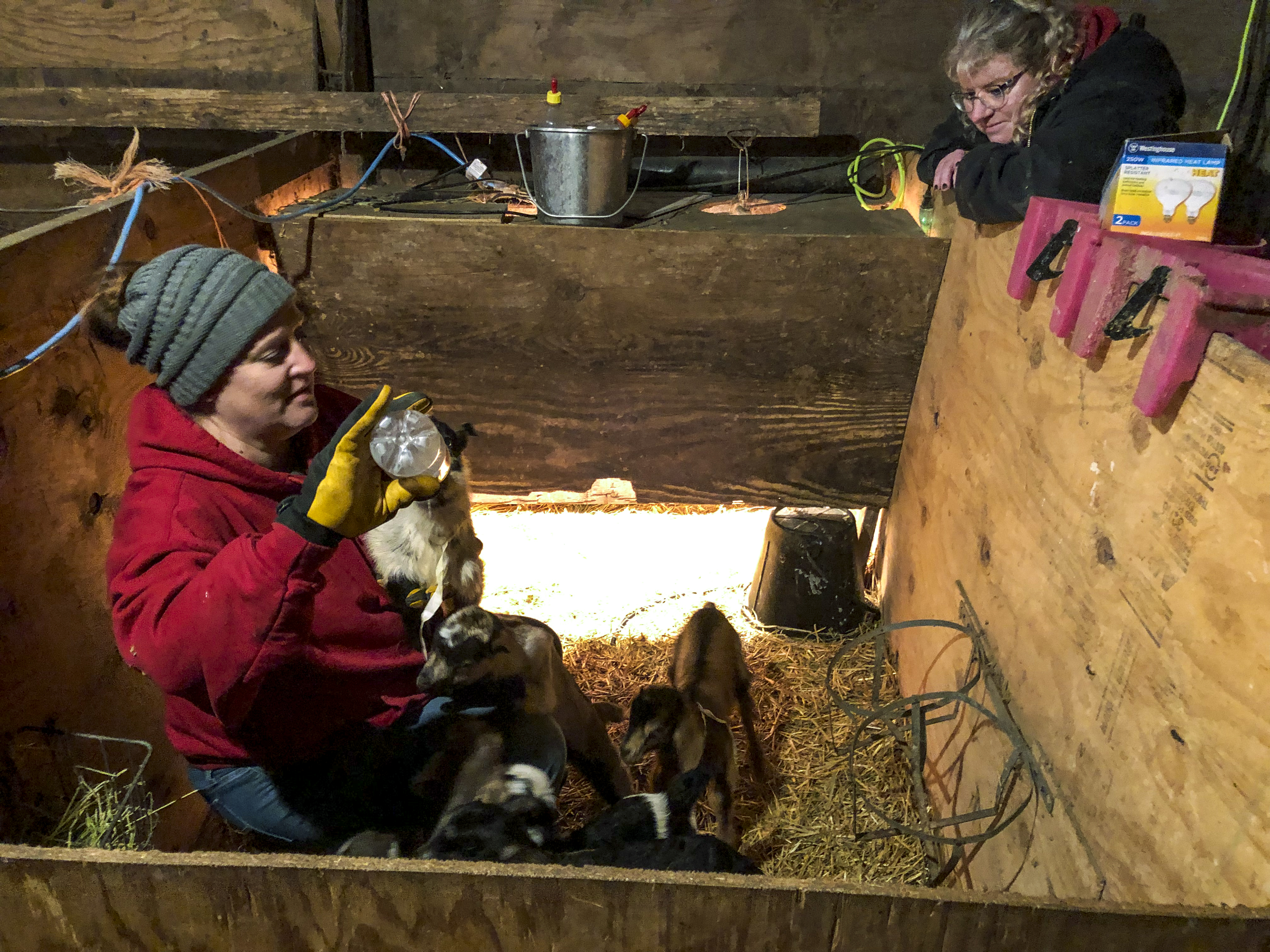 Murdock goat farmers develop plans for on-the-farm creamery - Vimarsana News