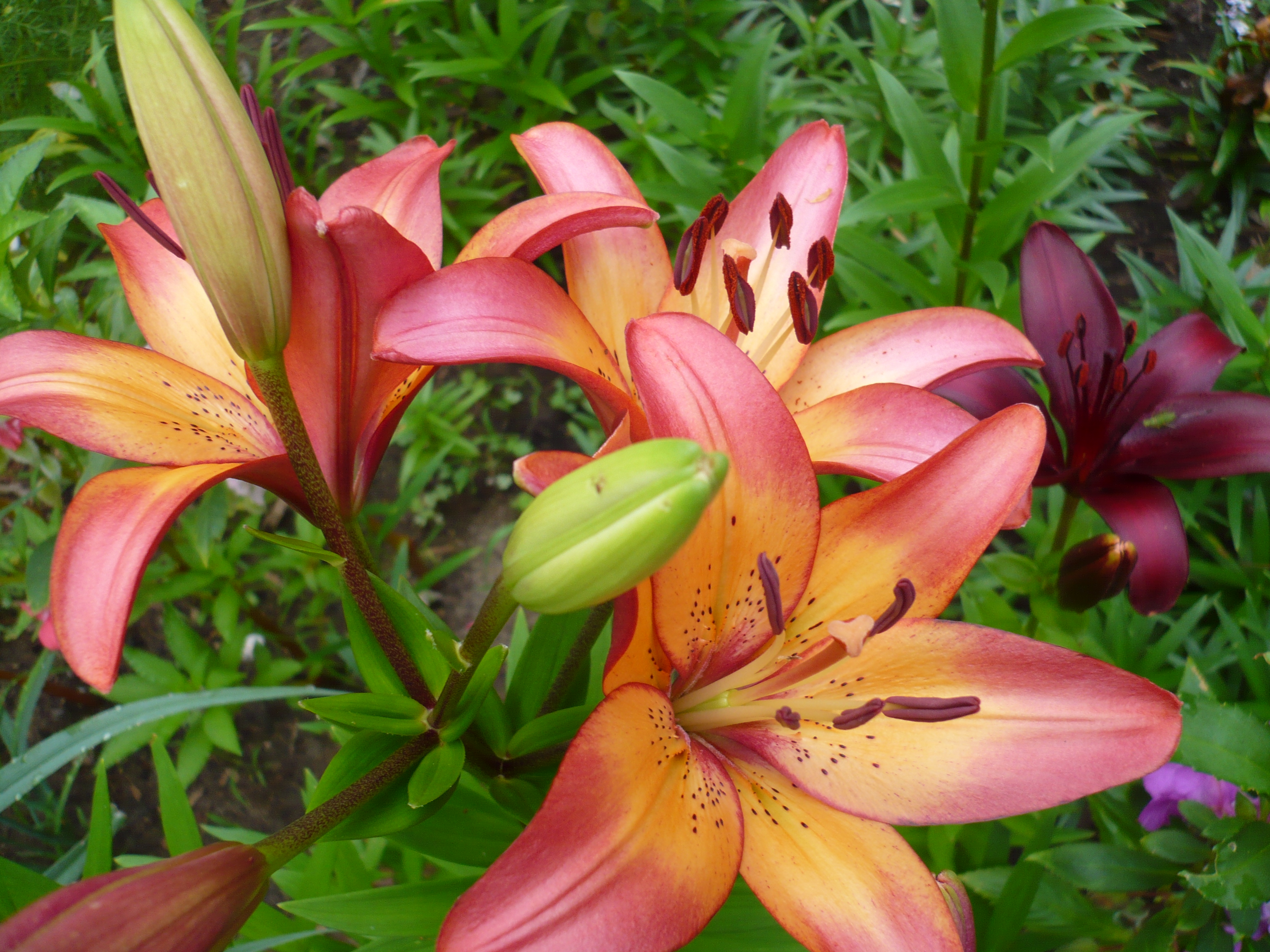 Ask the Master Gardener: Wait until the ground thaws to plant your lilies and gladiolus - Vimarsana News