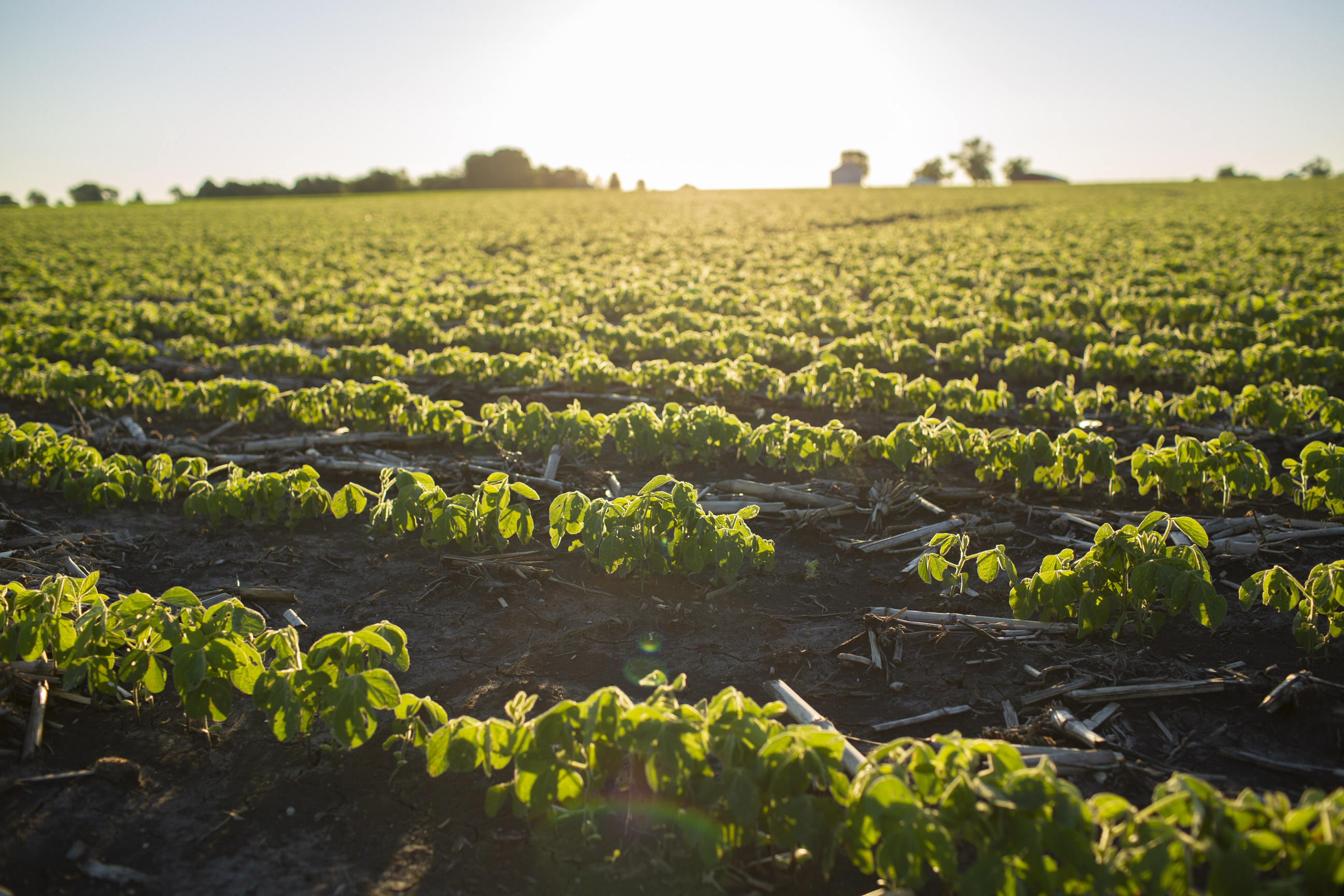 U.S. cuts soy supply outlook, raises corn, wheat stocks view in June WASDE - Vimarsana News
