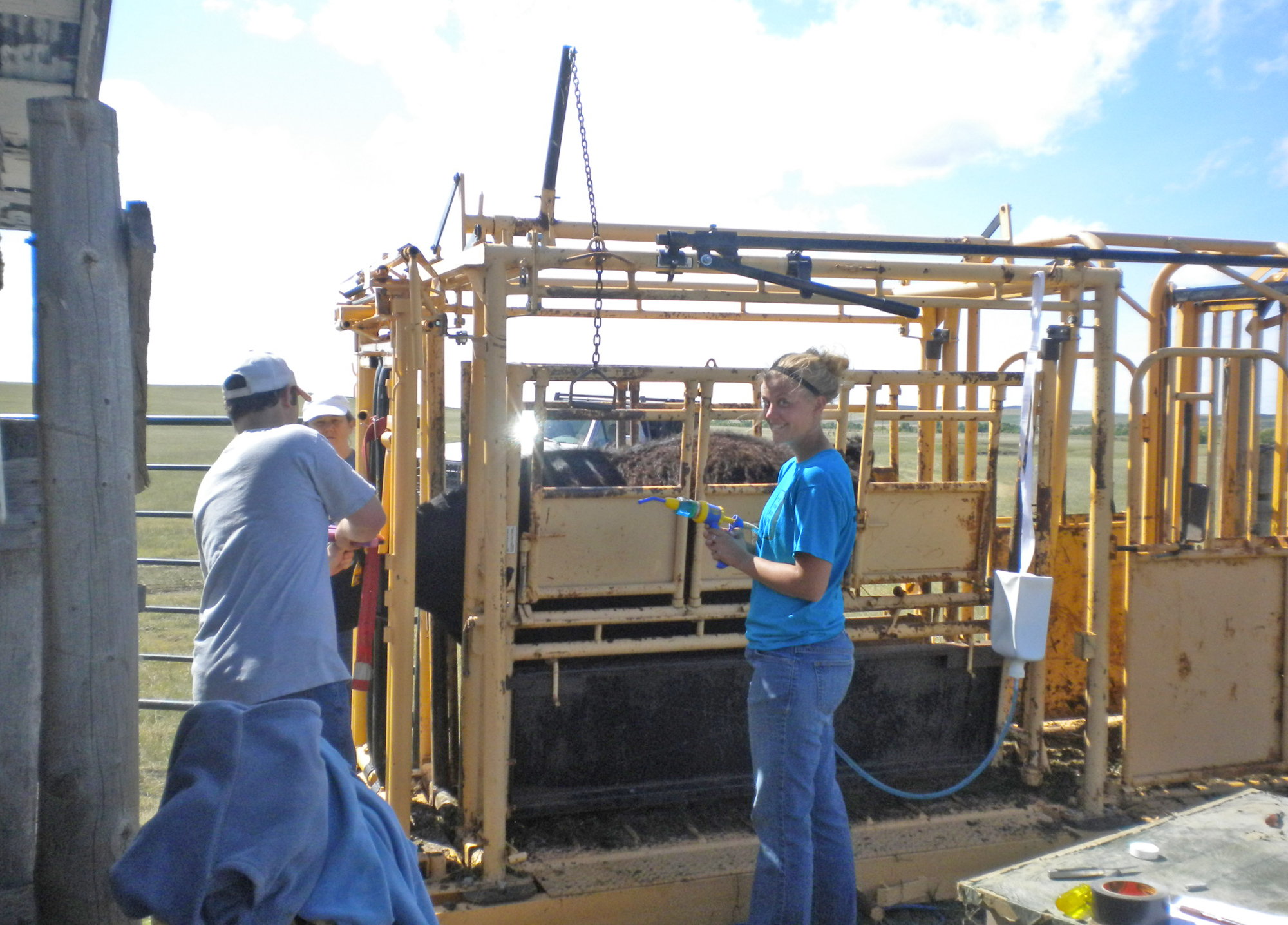 Junior Beef Producers Workshop scheduled in Carrington - Vimarsana News