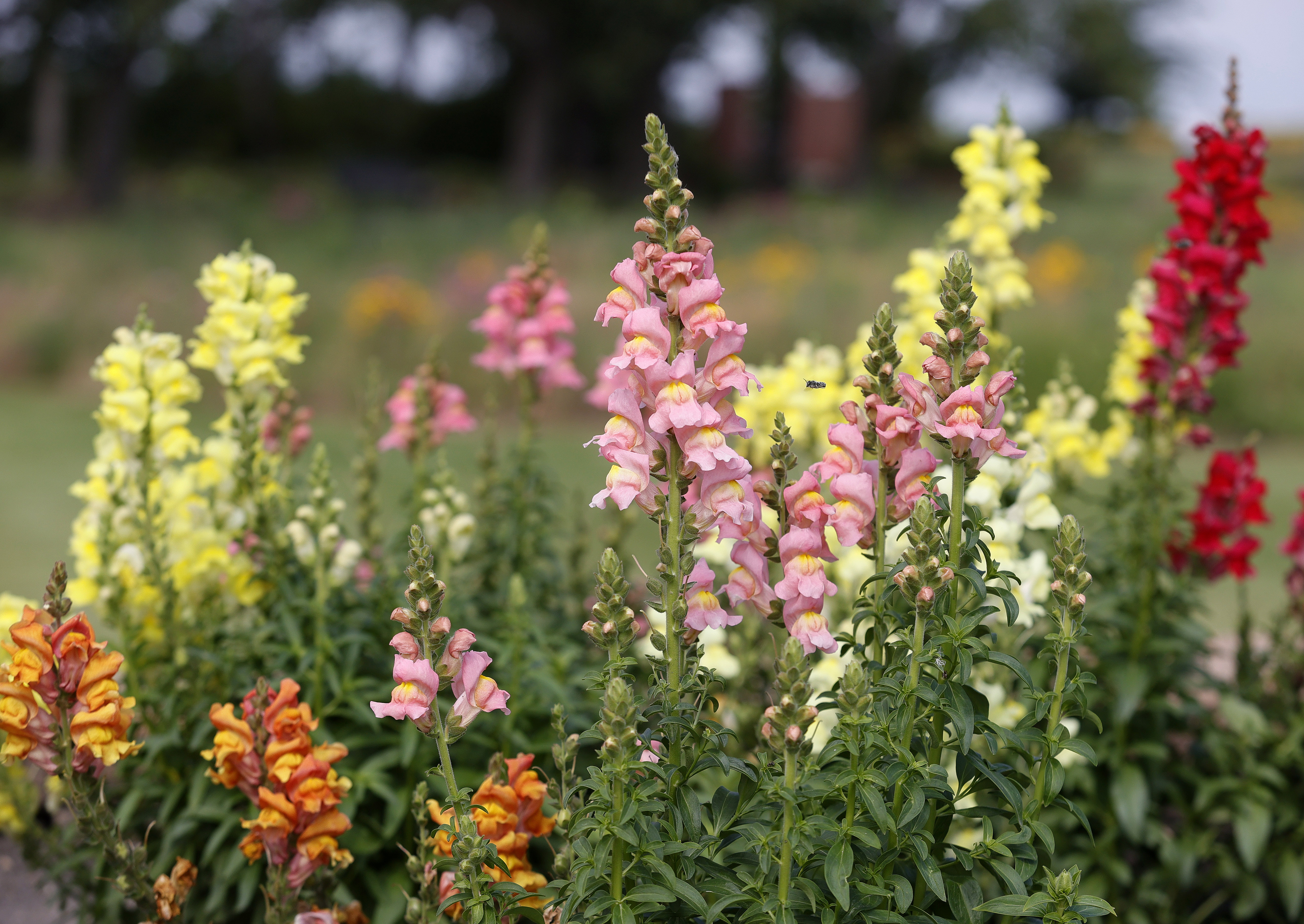 North Dakota research garden tour offers something for everyone - Vimarsana News