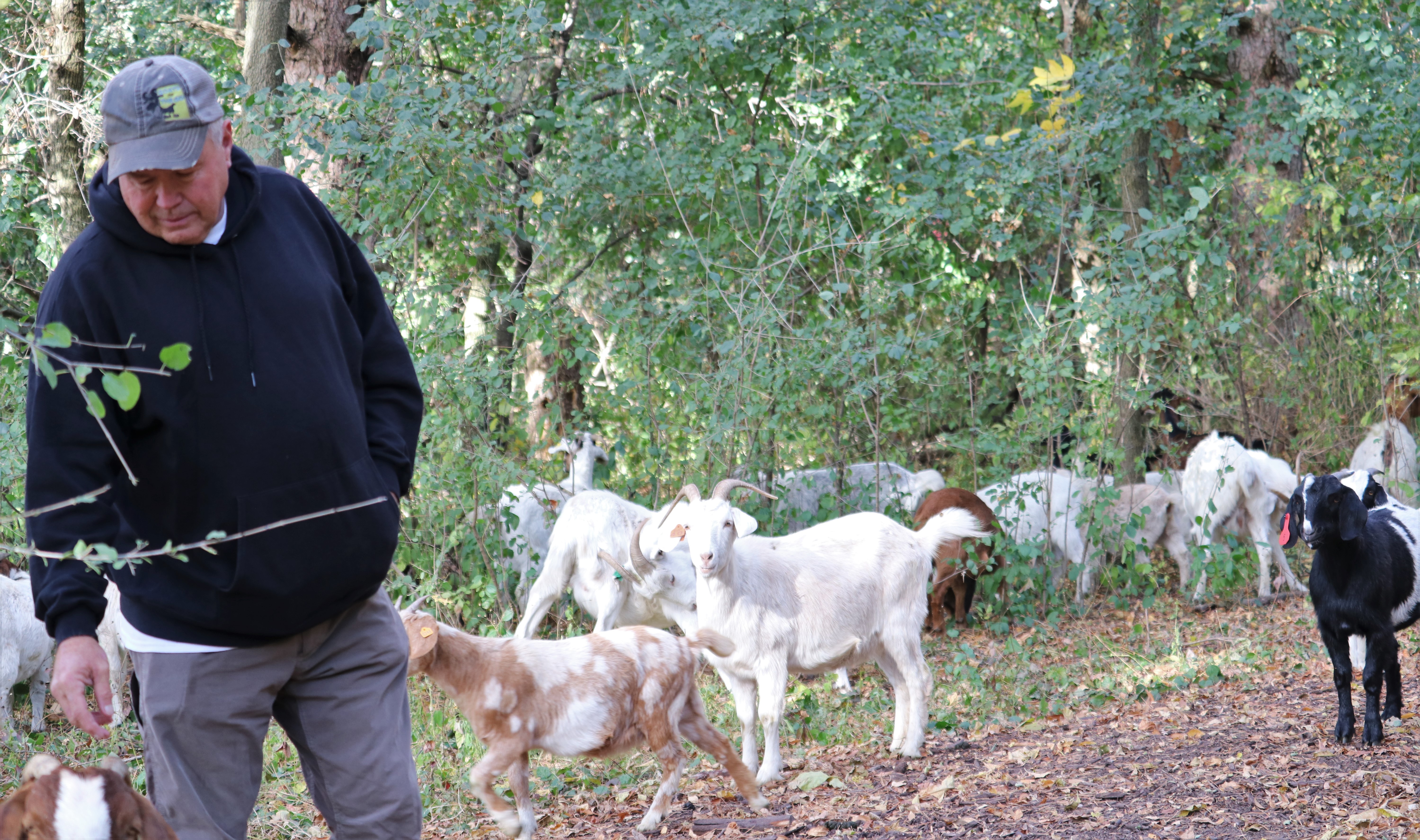 Goats on the Go affiliate in Minnesota provides weed control and entertainment to clients - Vimarsana News