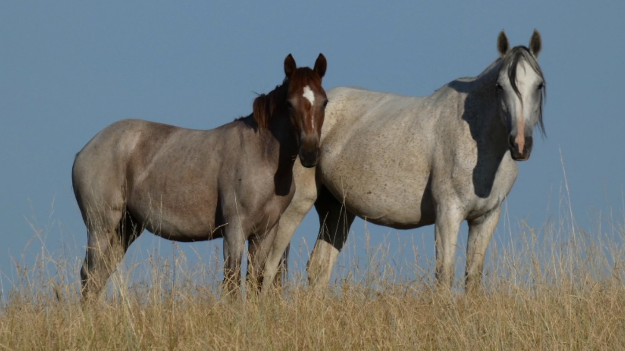 State lawmakers make moves to keep wild horses at Theodore Roosevelt National Park - Vimarsana News
