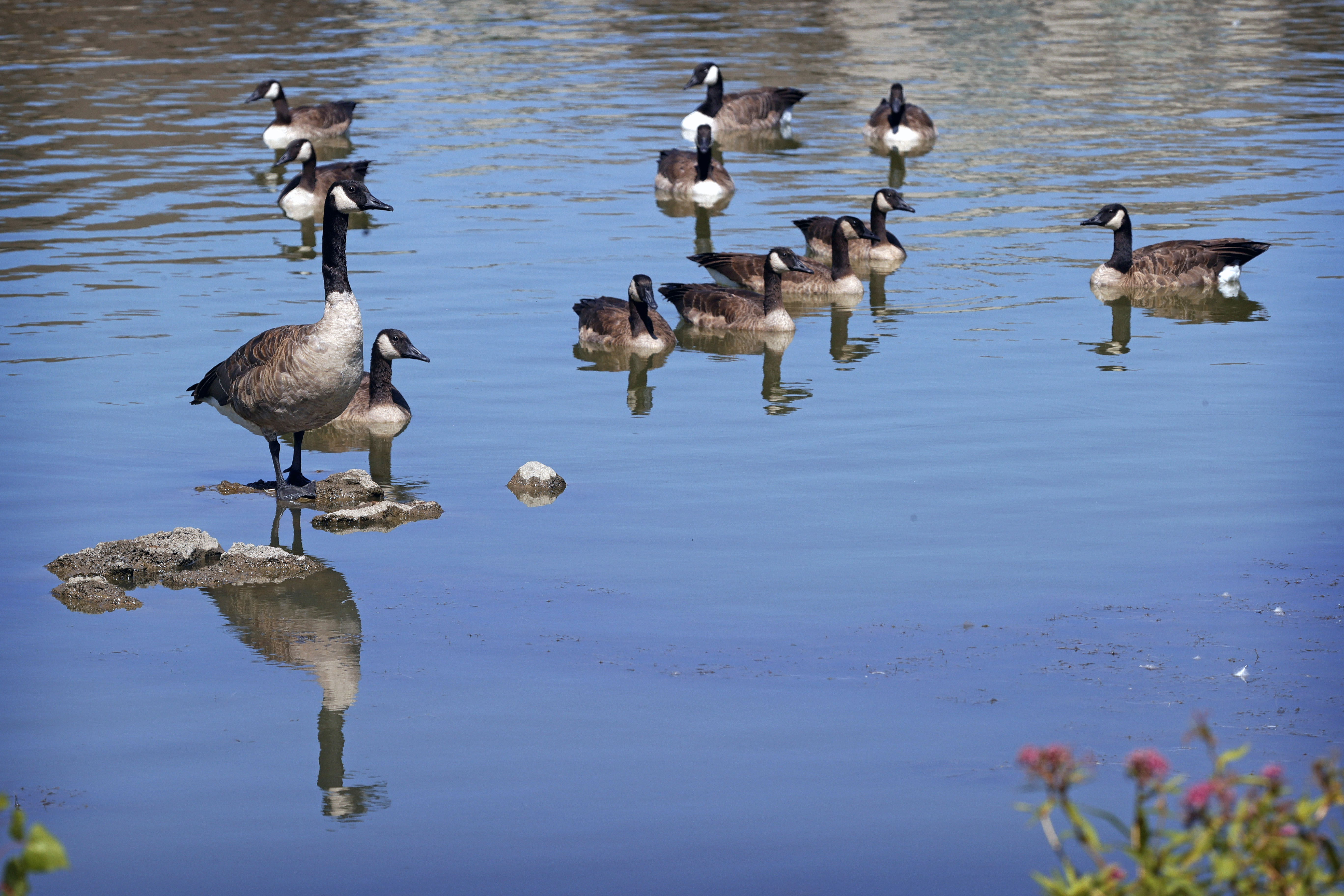 Feeding wild geese will now be illegal in West Fargo - Vimarsana News