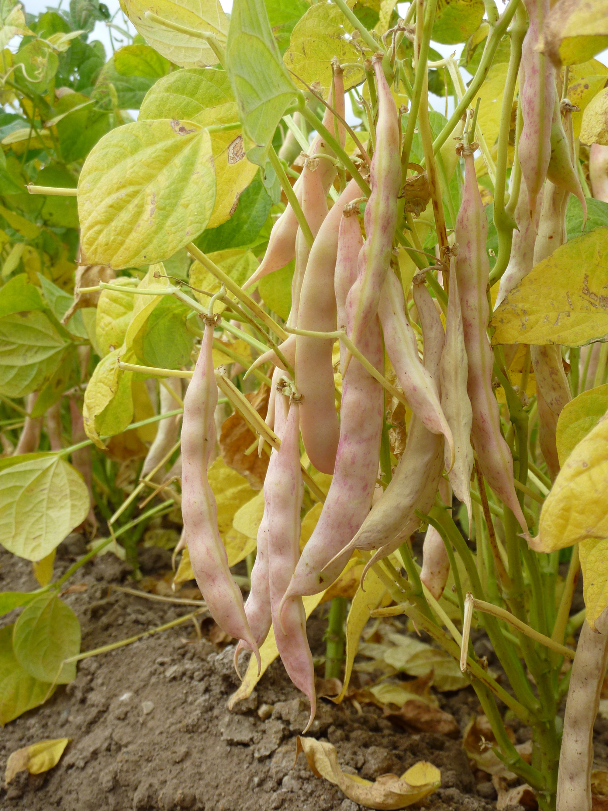 NDSU dry bean survey highlights 2021 production year - Jamestown Sun | News, weather, sports from Jamestown North Dakota - Vimarsana News
