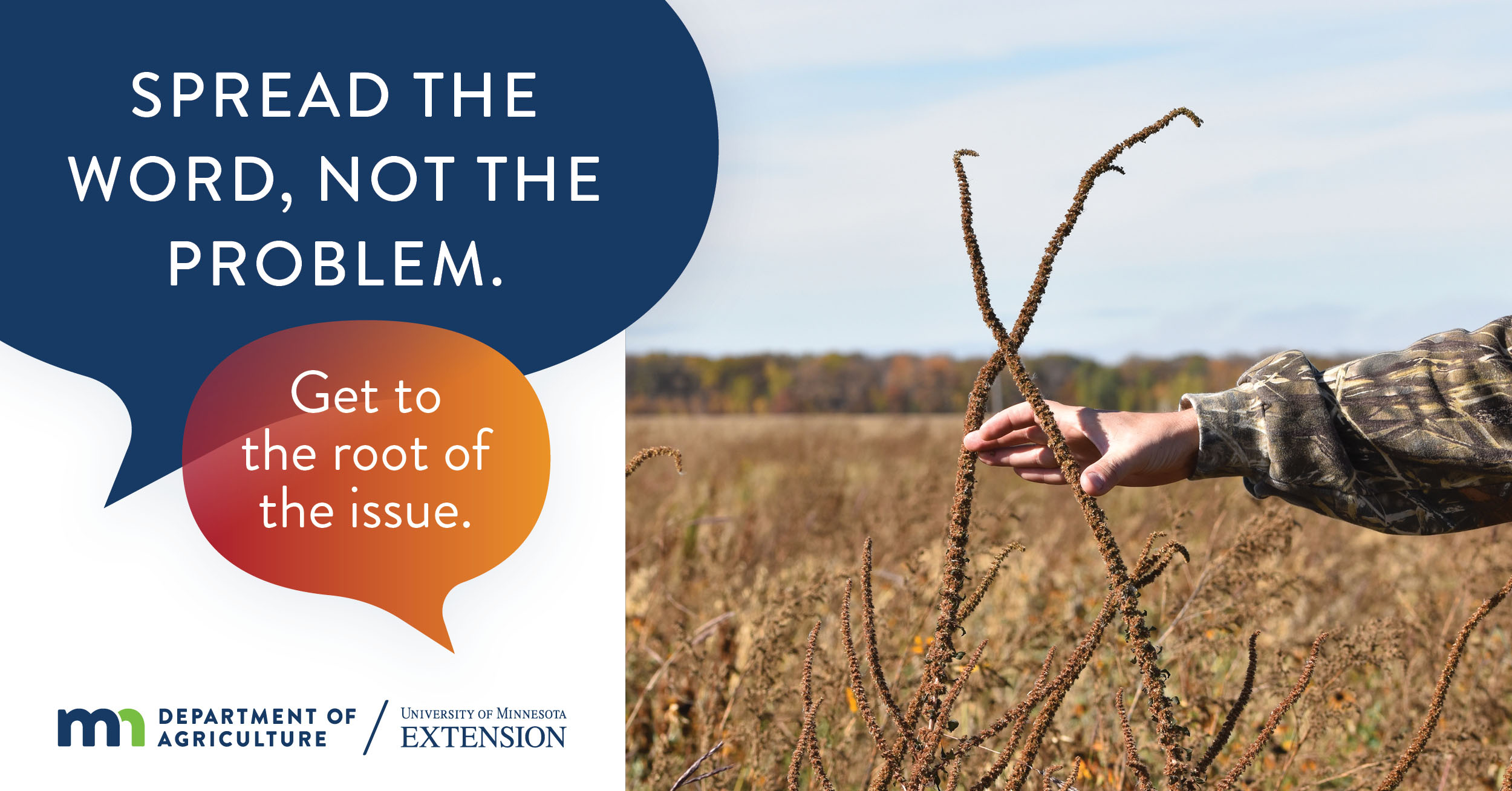 Minnesota advertising campaign warns of Palmer amaranth dangers - Vimarsana News