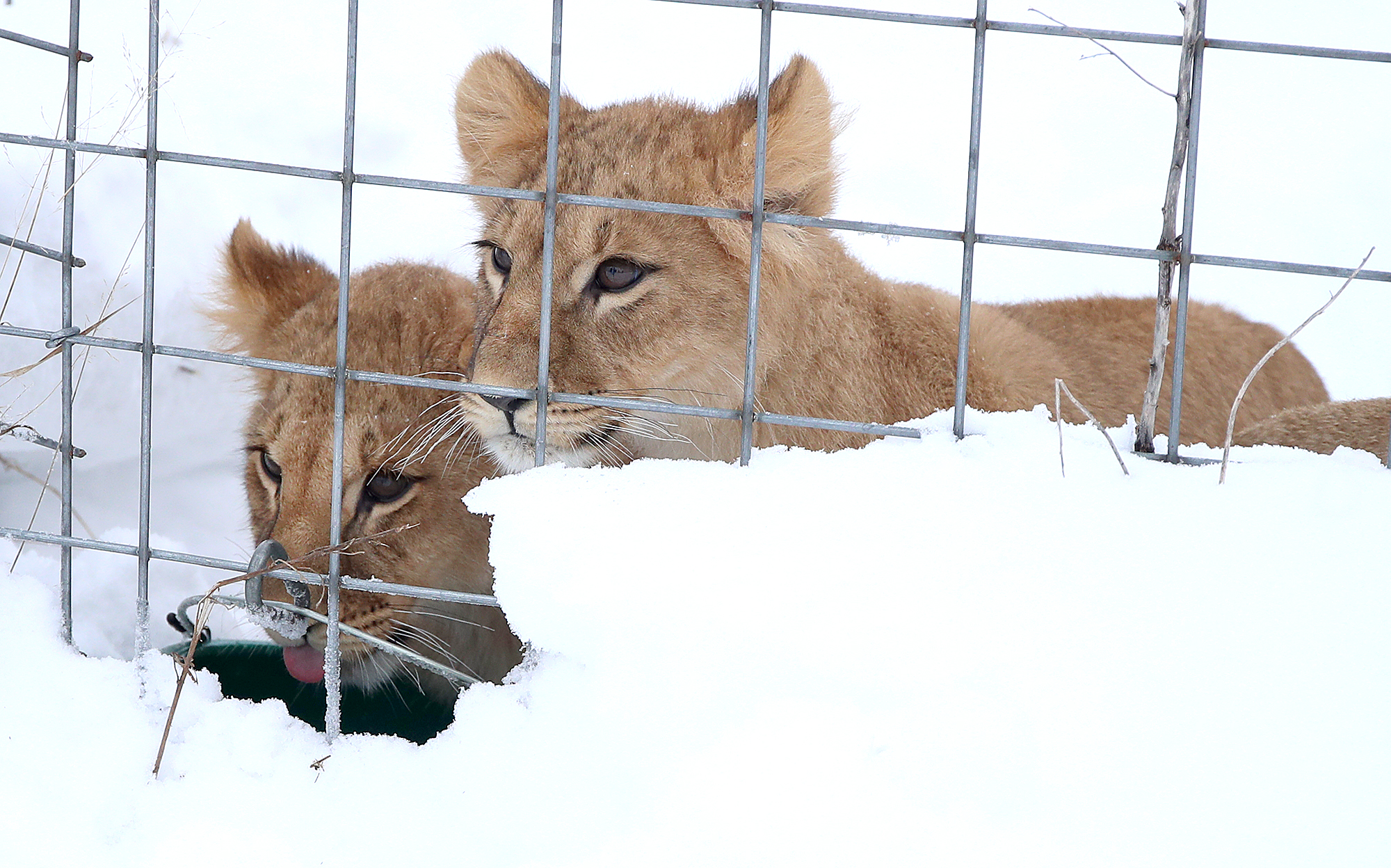 Rescued from Ukraine, lion cubs romp happily in Northland - Vimarsana News