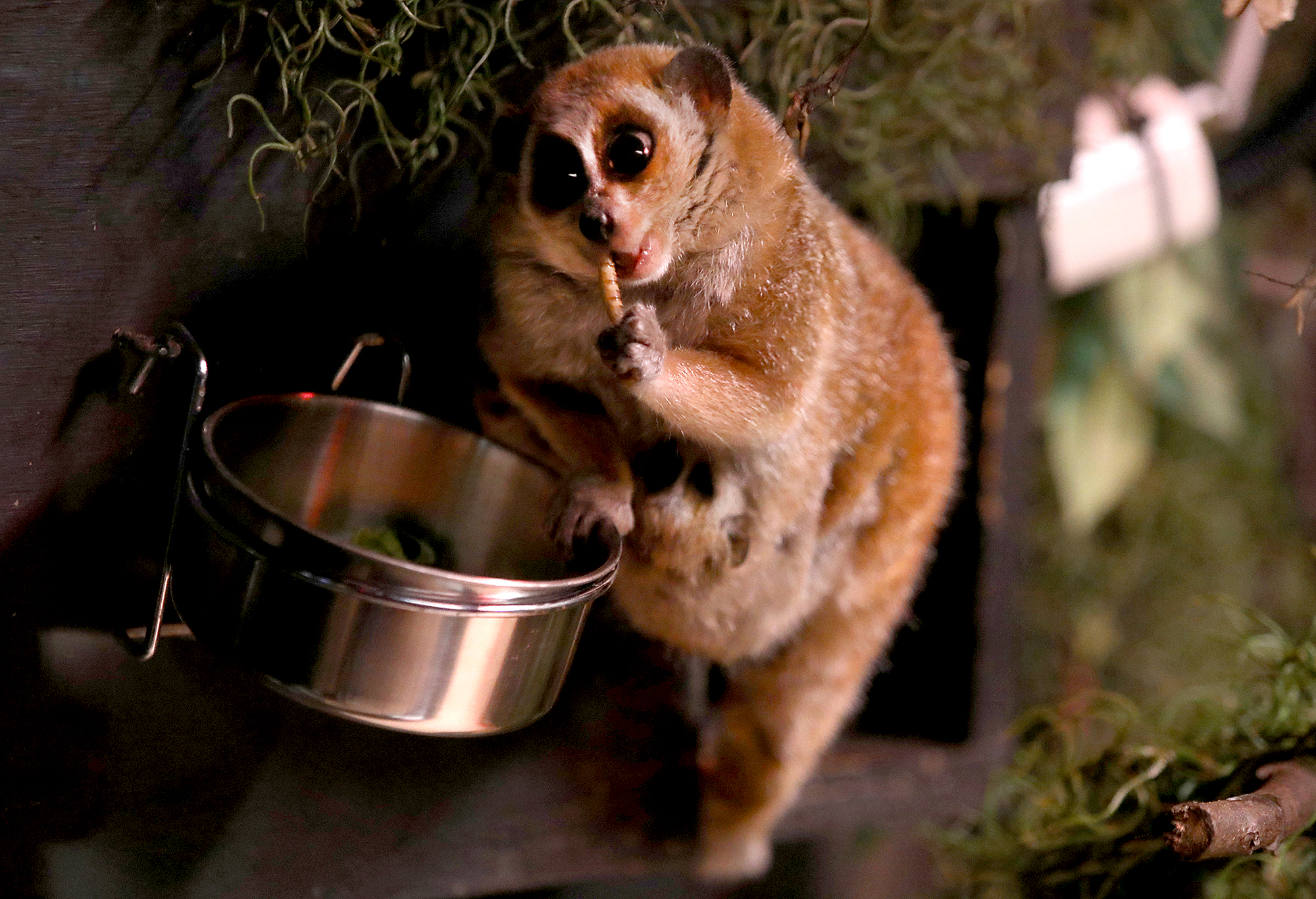 Lake Superior Zoo surprised with twin loris babies - Vimarsana News