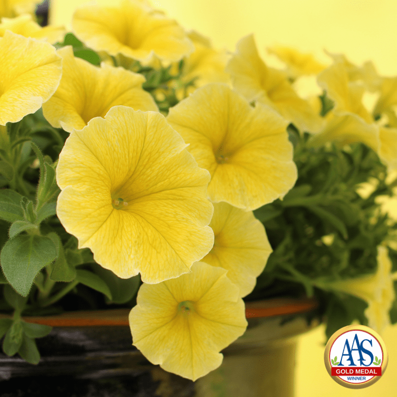 Award-winning new flowers and vegetables for 2022 - Vimarsana News