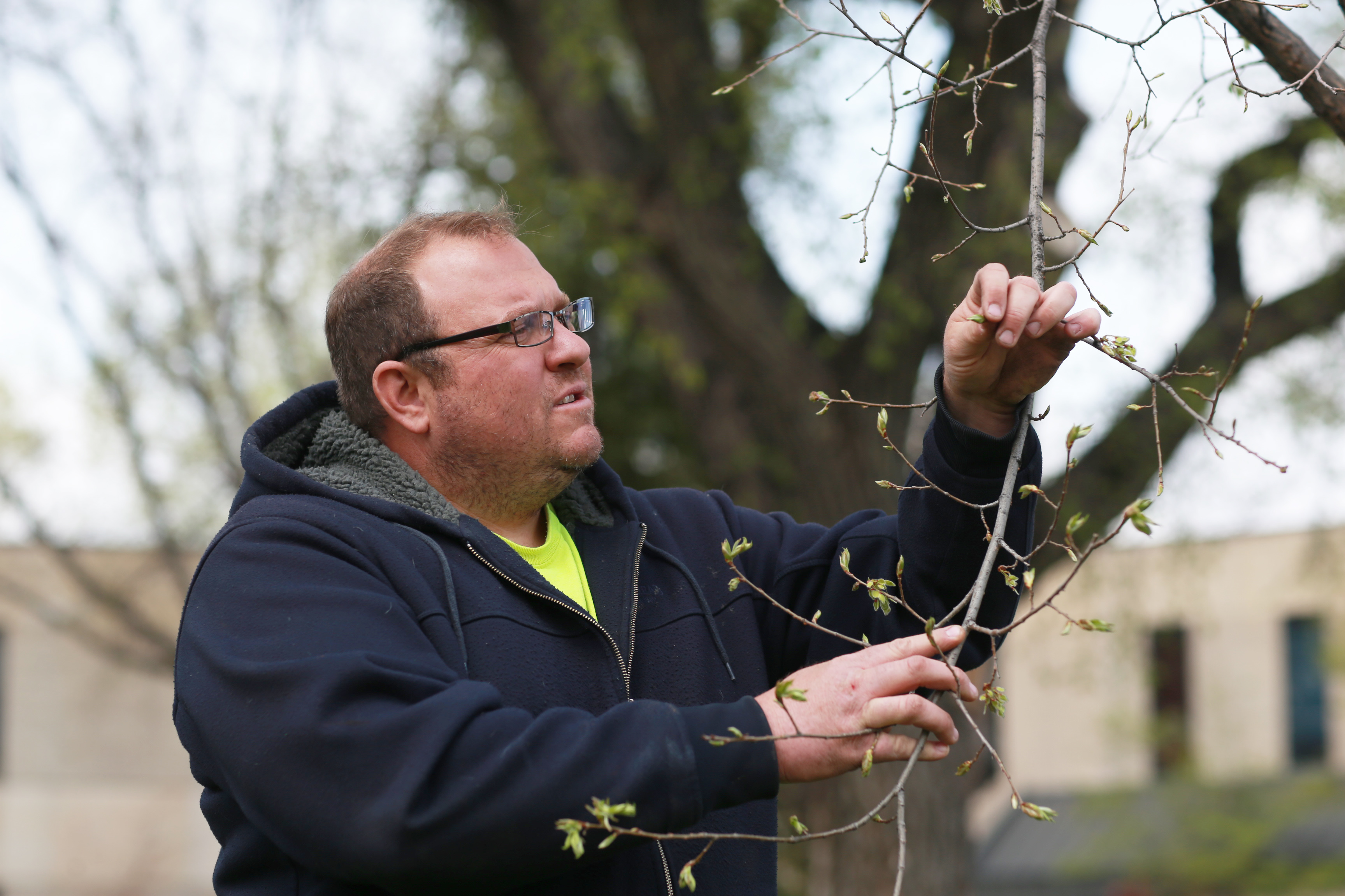 Grand Forks Park District, UND tree programs aim to eliminate Dutch elm disease - Vimarsana News