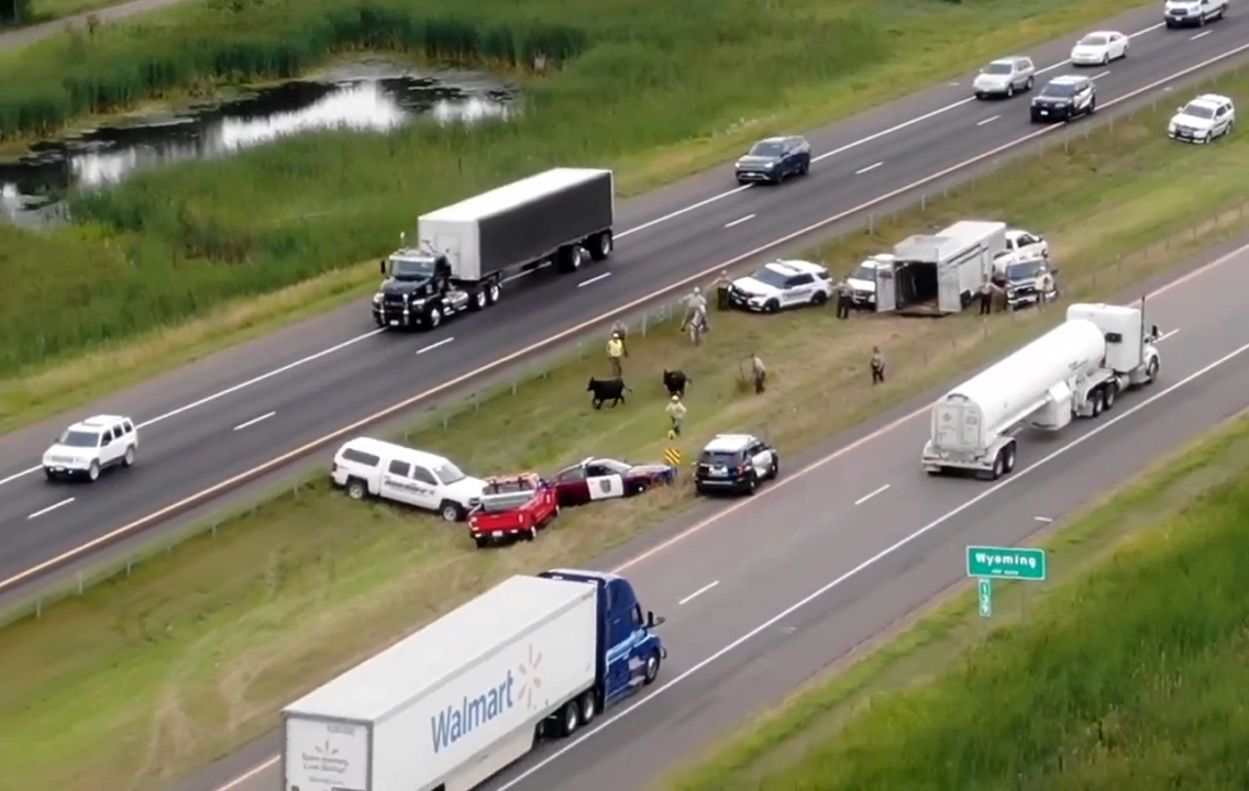 Escaped cows rounded up on I-35 in Chisago County north of Twin Cities - Vimarsana News