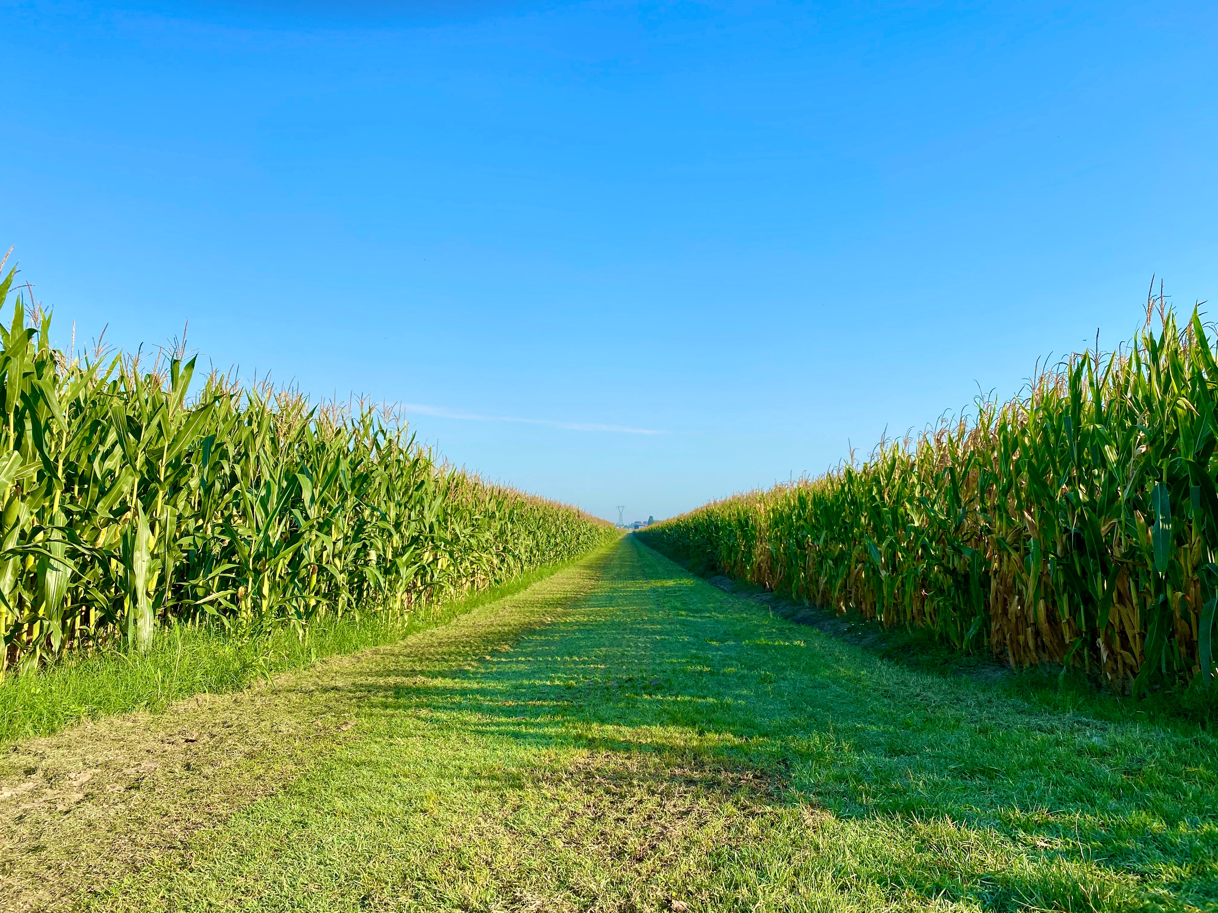 Registration open for Slayton Winter Crops Day, Small Grains Program - Vimarsana News