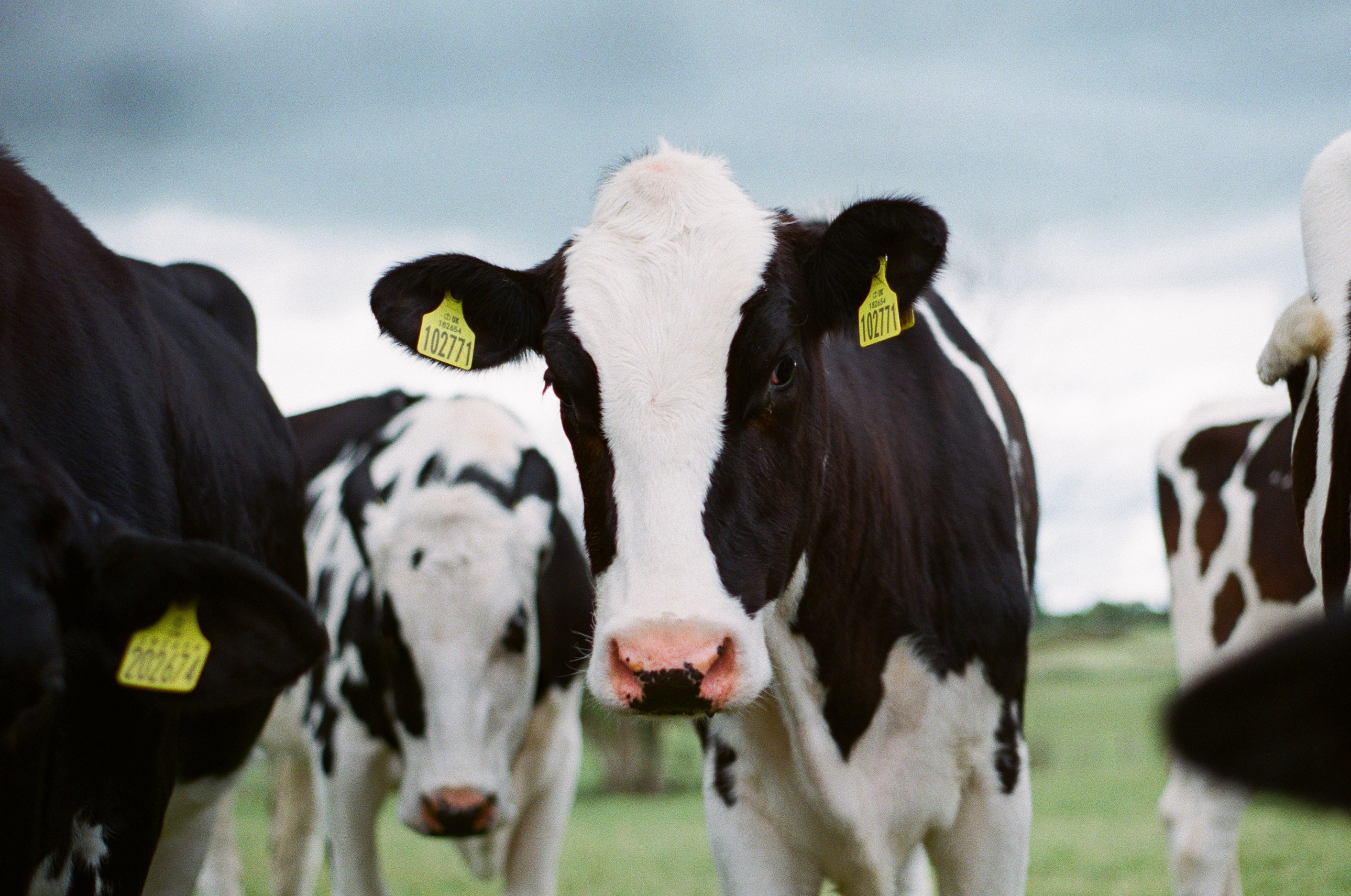 Dairy Days to feature profitable dairy practices - Vimarsana News
