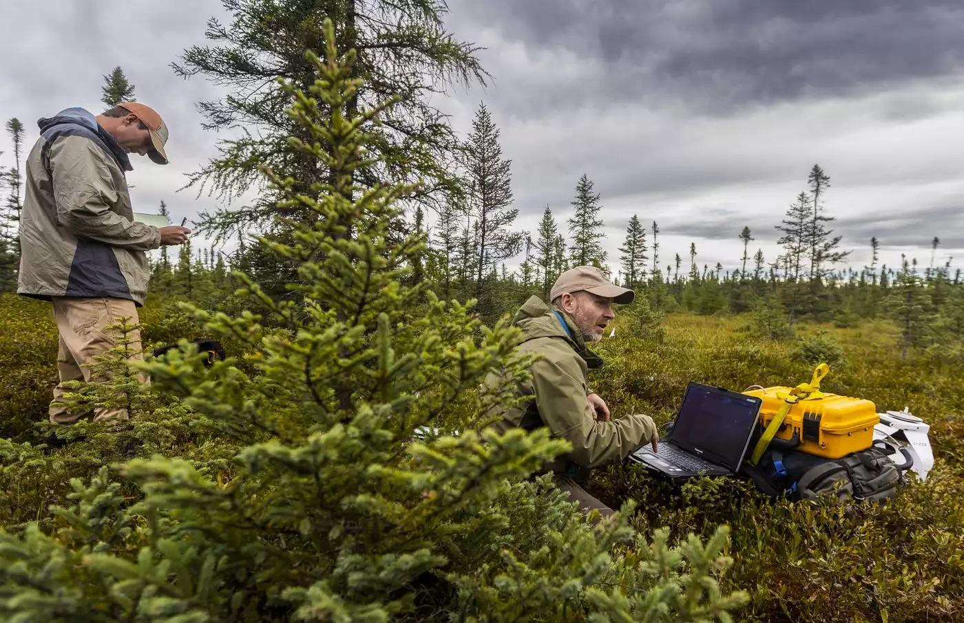Digging into Minnesota's peat, an underappreciated climate superhero - Vimarsana News