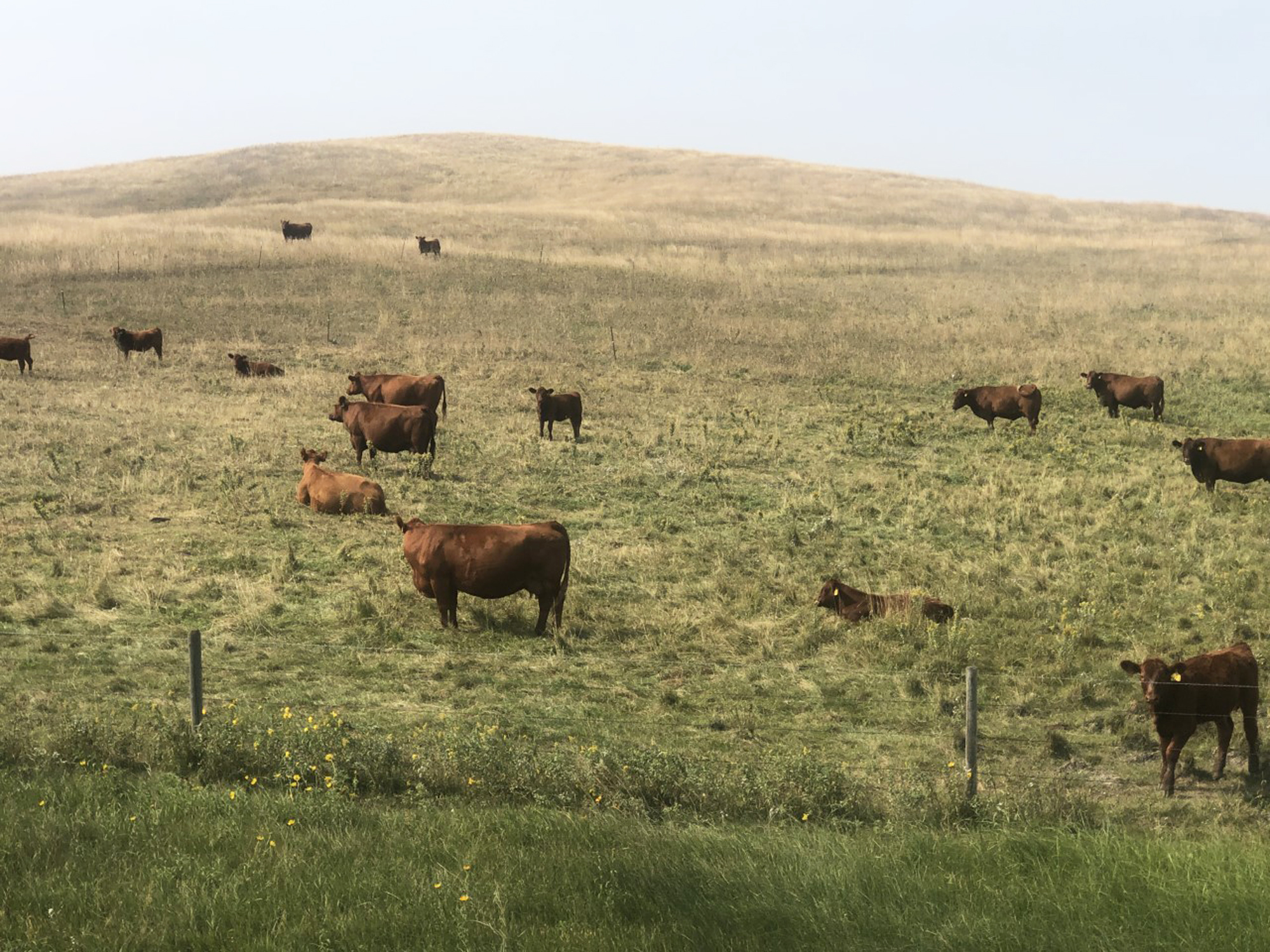 Fall grazing management influences forage production - Vimarsana News