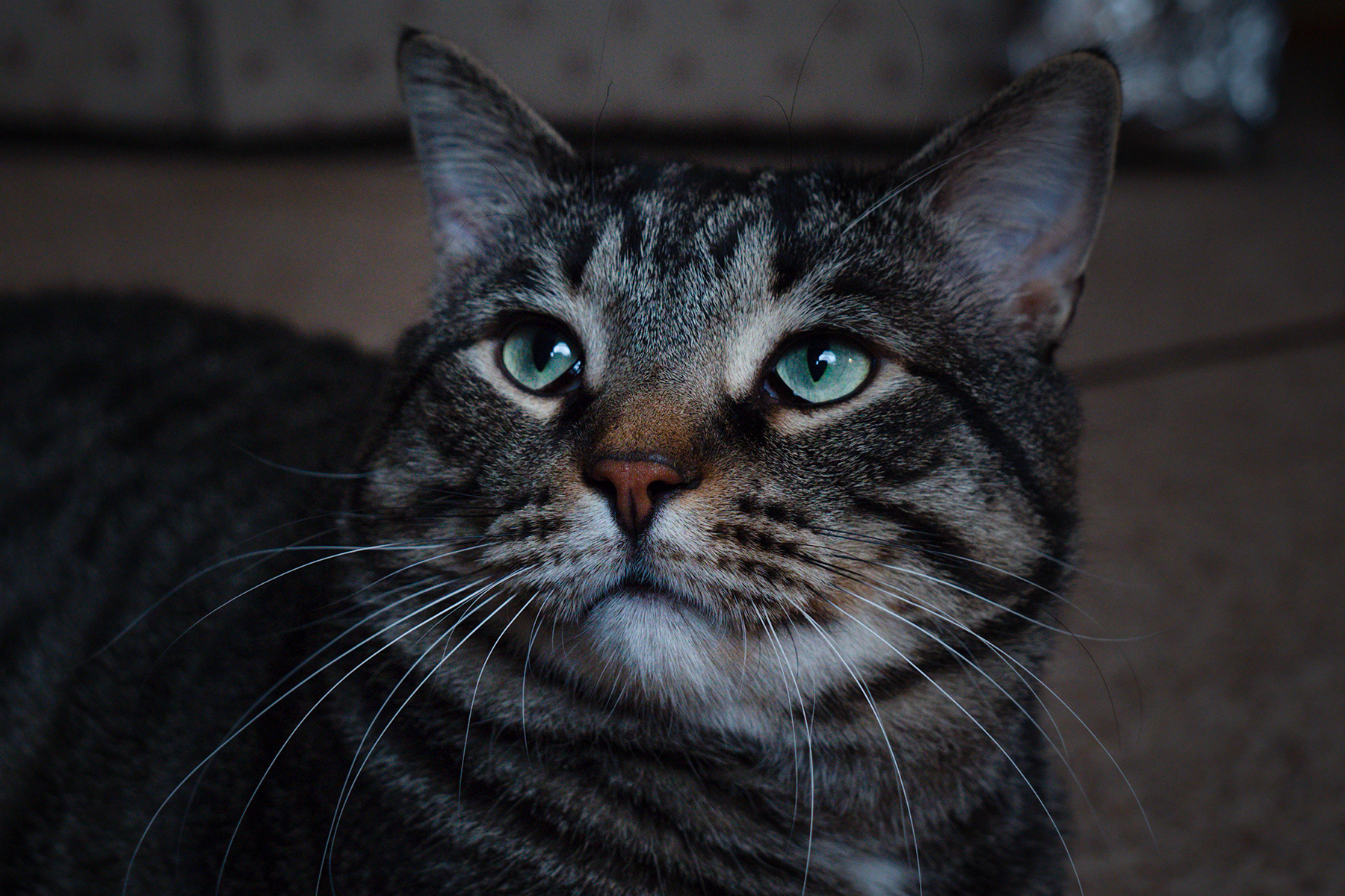 After 854 days, Fargo cat still waiting for a new home - Vimarsana News