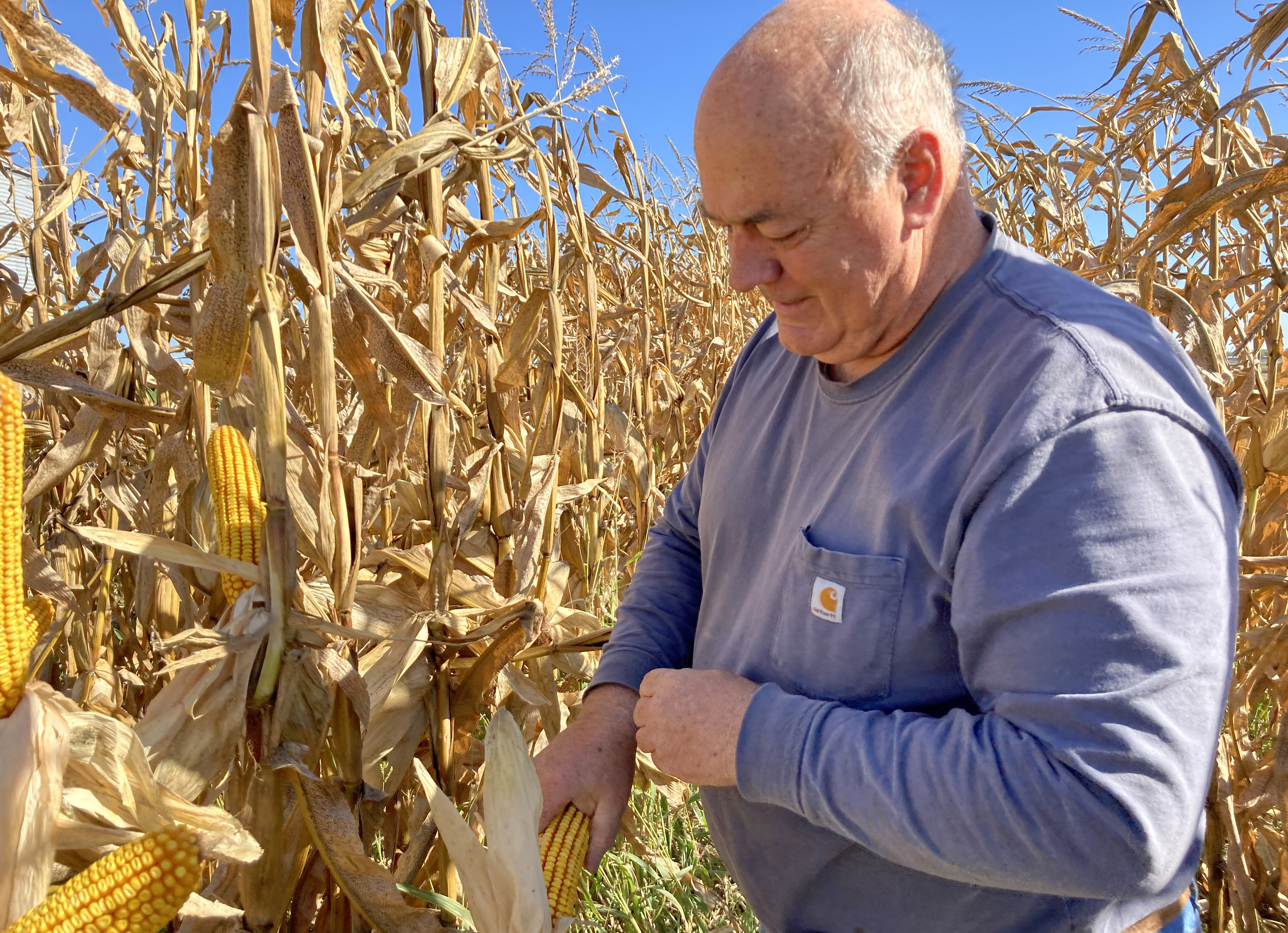 Longtime advocate of soil health practices studies cover crops, fertilizer and row spacing - Vimarsana News