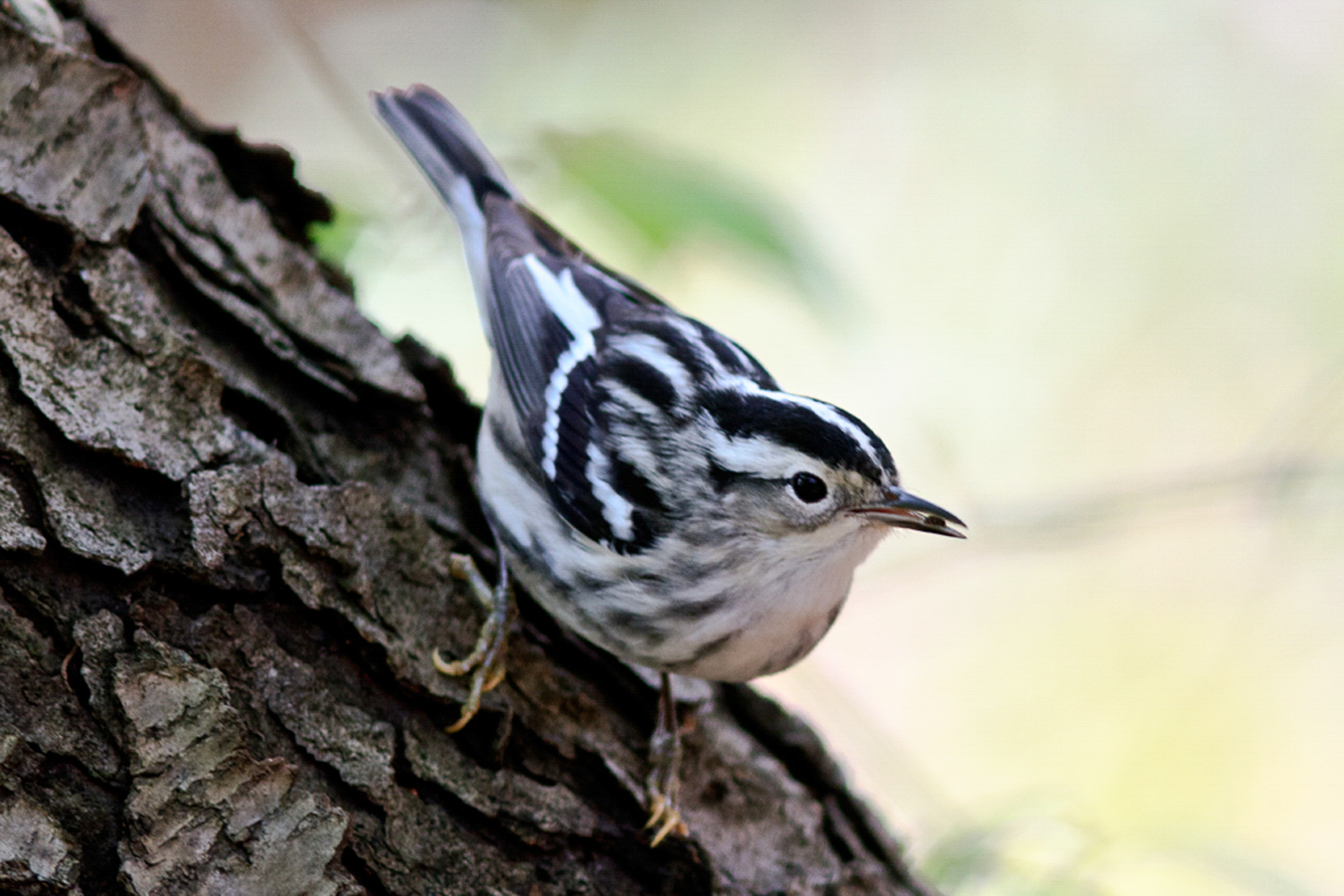 Jamestown parks to get invasive species removed in Audubon program - Vimarsana News